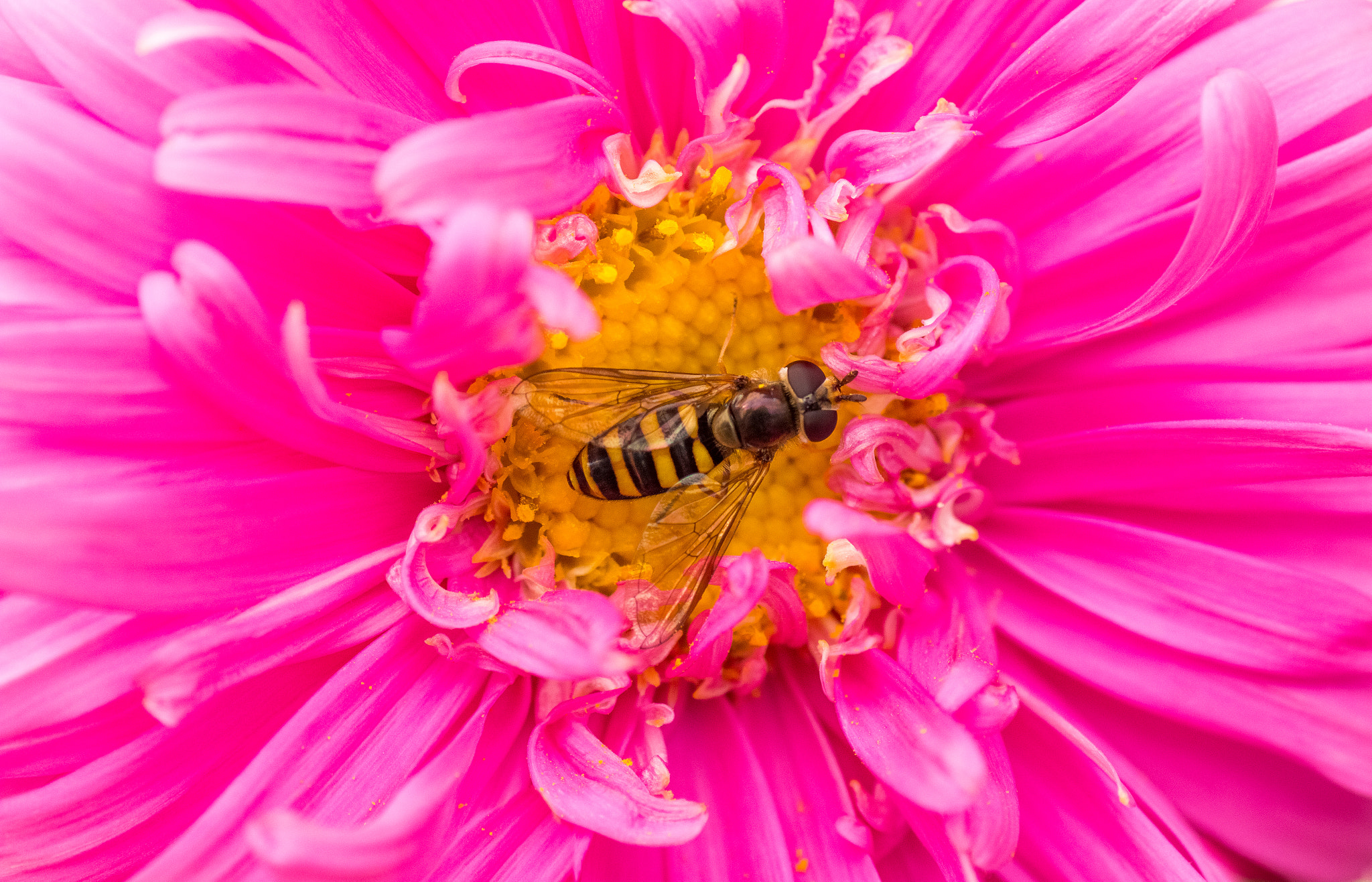 Tamron SP AF 90mm F2.8 Di Macro sample photo. Symbiosis photography