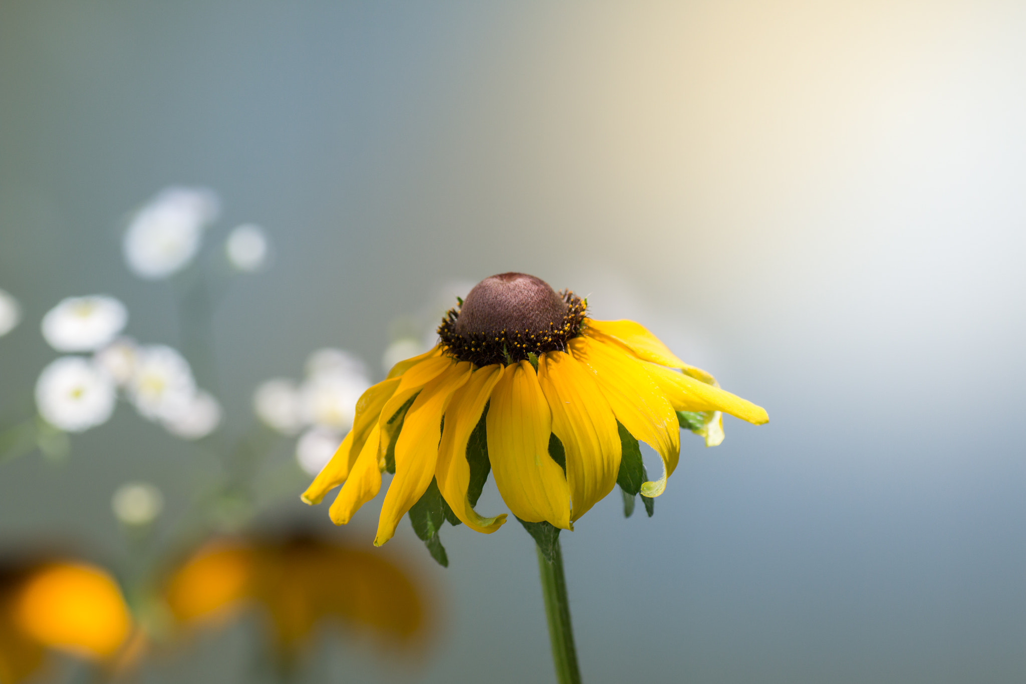 Canon EOS 70D + Tamron SP AF 90mm F2.8 Di Macro sample photo. A place in the sun photography