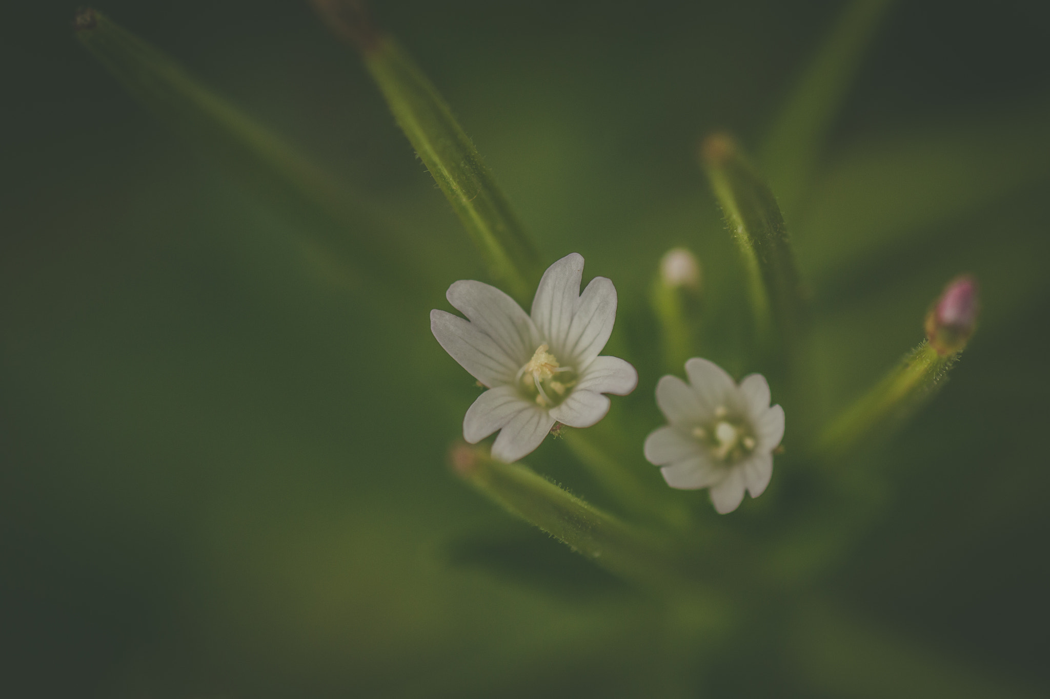 Canon EOS 70D + Tamron SP AF 90mm F2.8 Di Macro sample photo. Tiny blossoms photography