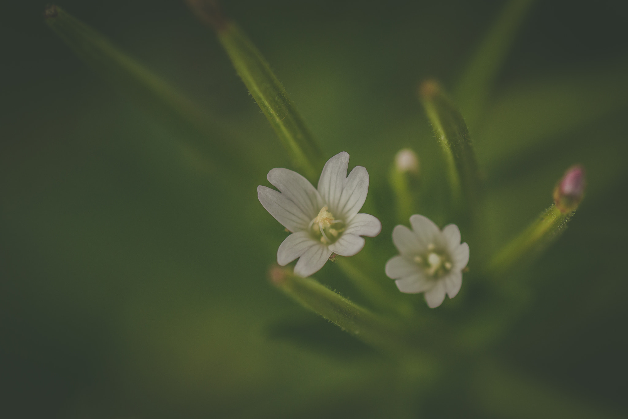 Tamron SP AF 90mm F2.8 Di Macro sample photo. Tiny blossoms photography