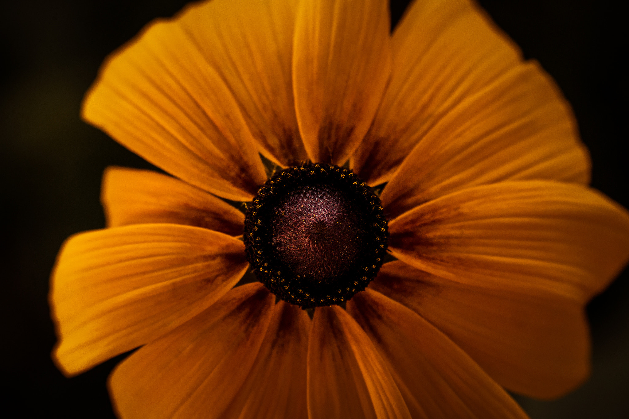 Canon EOS 70D + Tamron SP AF 90mm F2.8 Di Macro sample photo. Dramatic petals photography