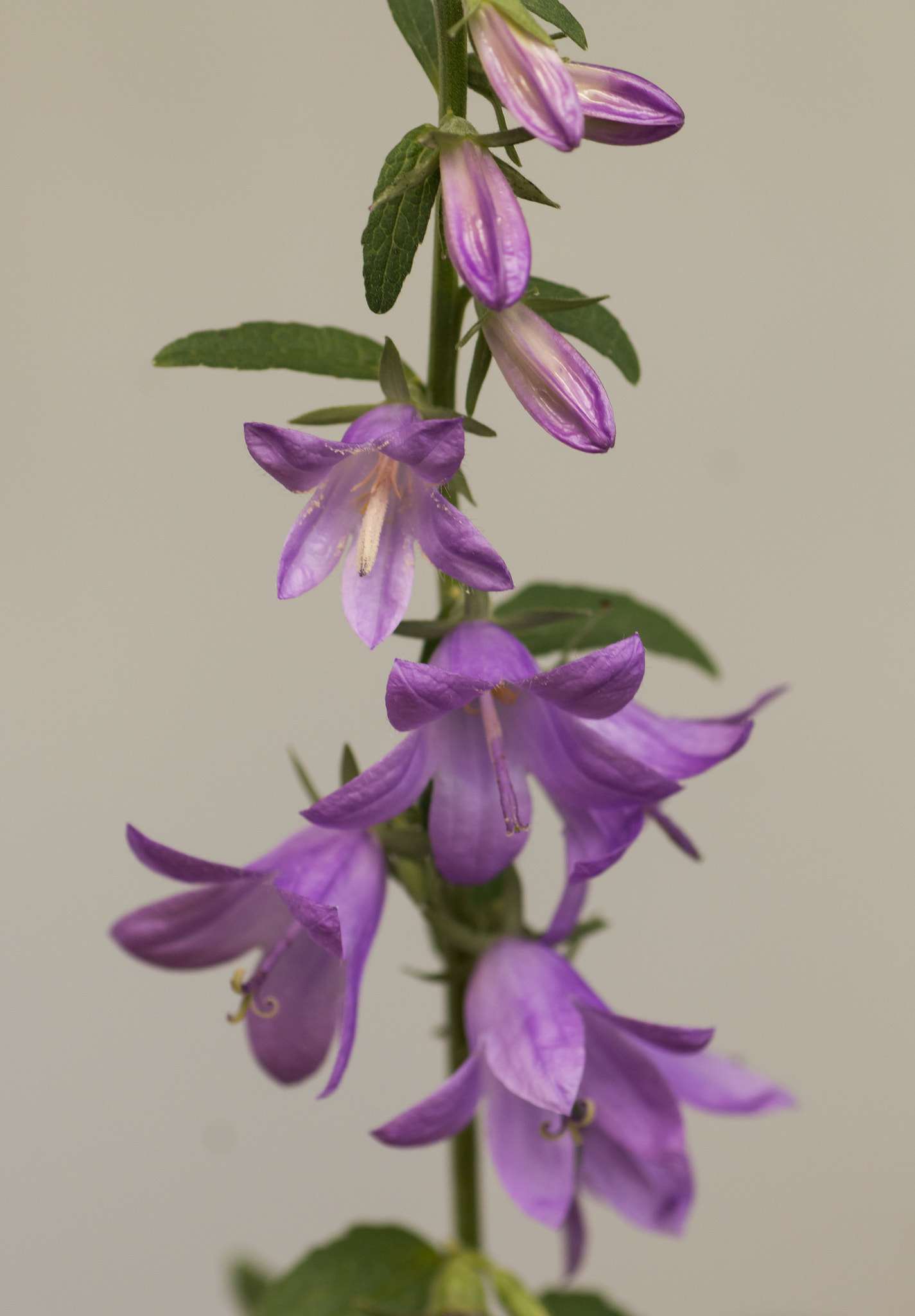 Tamron SP AF 90mm F2.8 Di Macro sample photo. Bells in purple photography