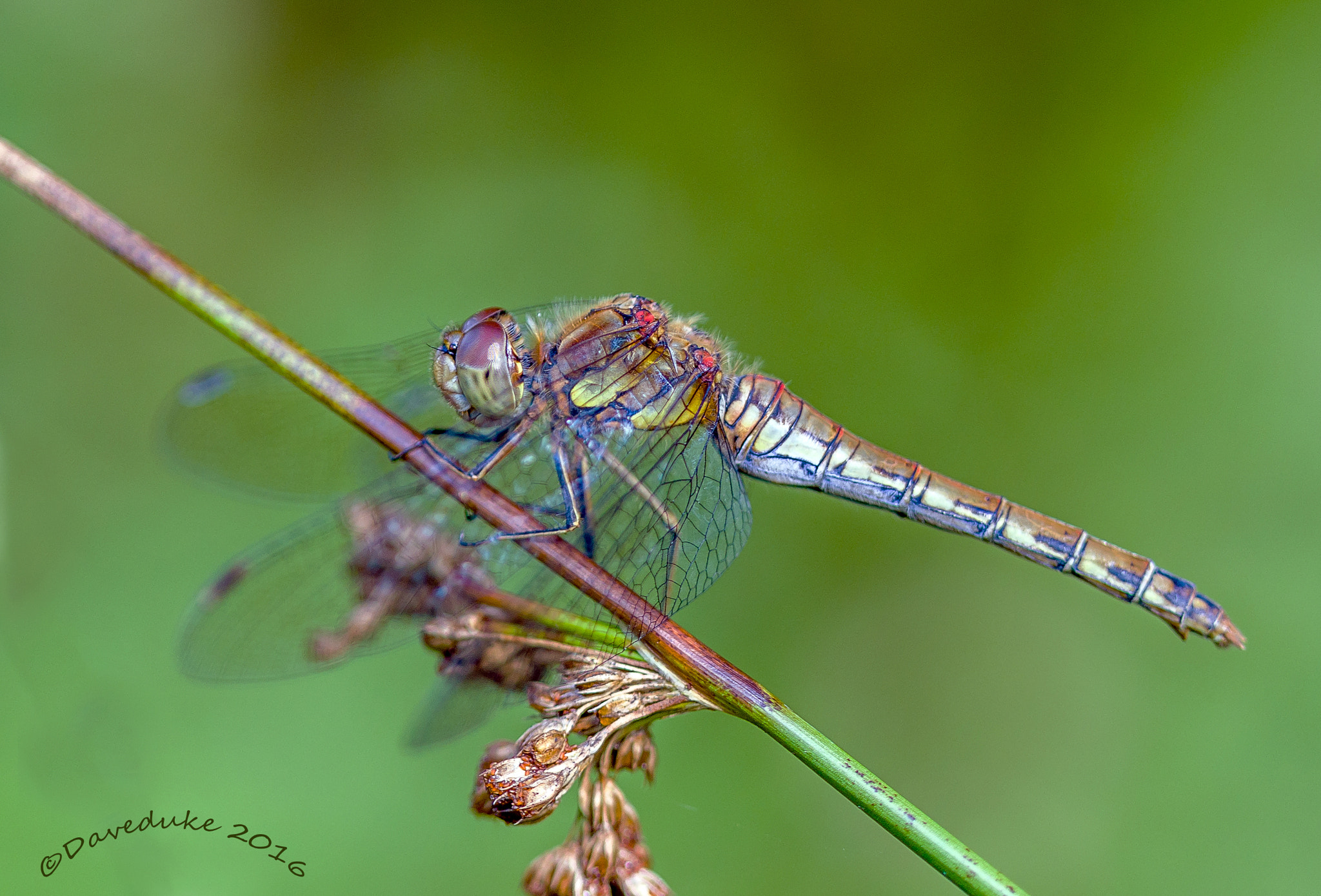 Tamron 18-270mm F3.5-6.3 Di II PZD sample photo. Dragonfly photography