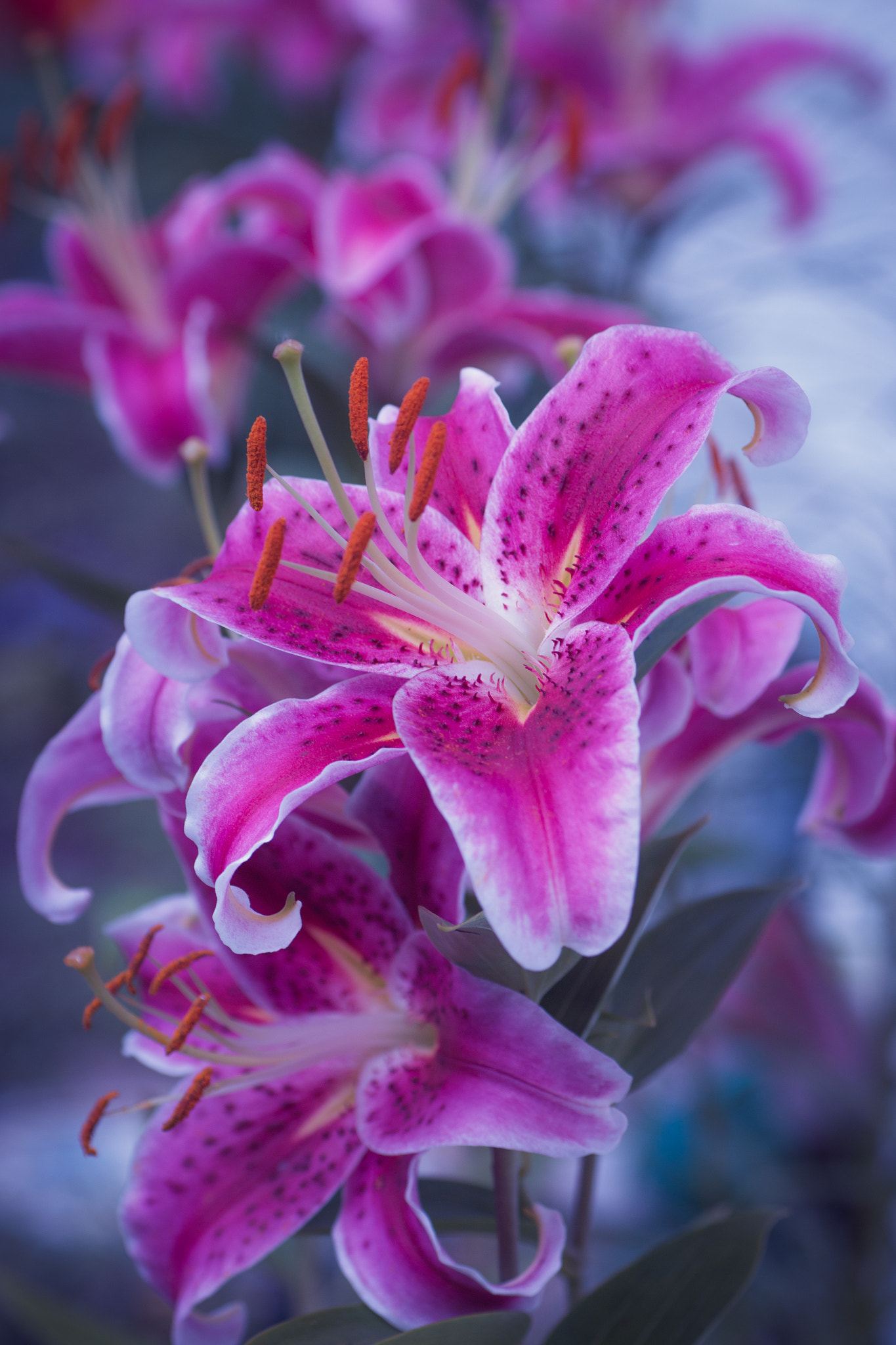 Tamron SP AF 90mm F2.8 Di Macro sample photo. Oriental stargazer lily photography