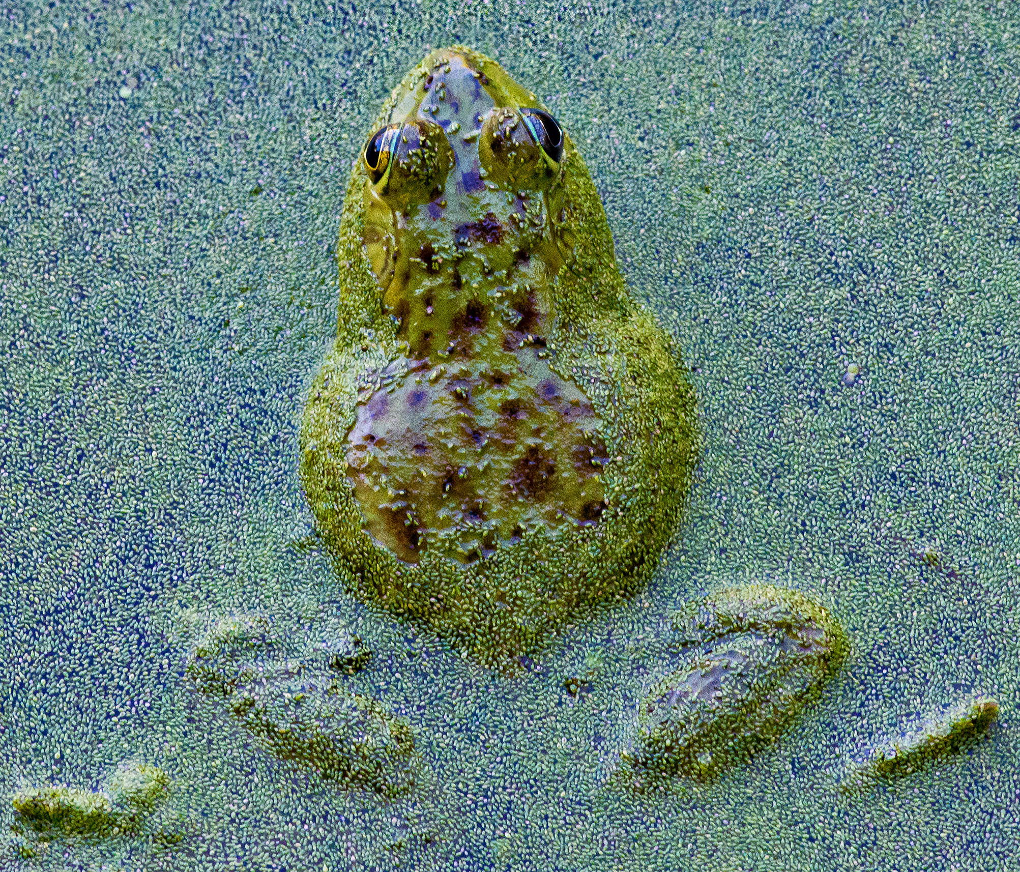 Nikon D800 + Nikon AF-S Nikkor 300mm F4D ED-IF sample photo. Flat frog waiting photography