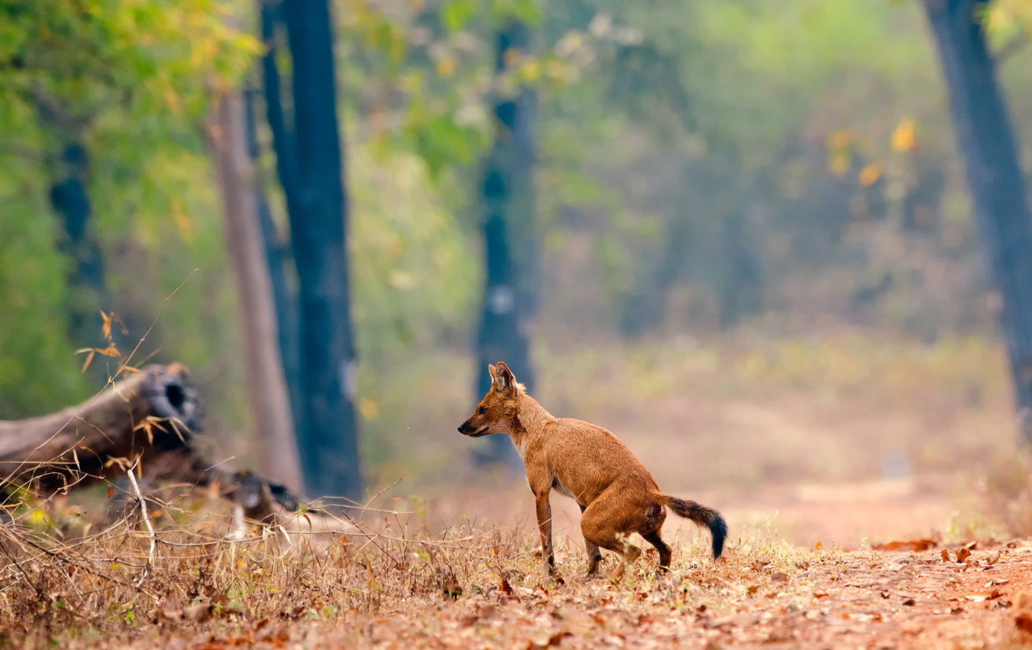 Nikon D7000 + Nikon AF-S Nikkor 500mm F4G ED VR sample photo. Asiatic wild dog photography