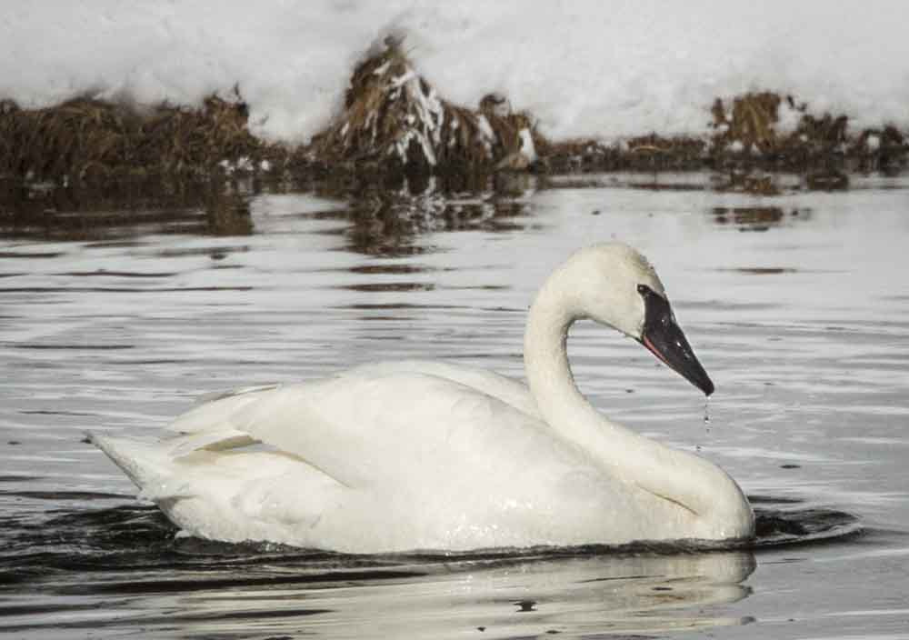 Nikon D4 sample photo. Trumpeter swan in the yellowstone national park. photography