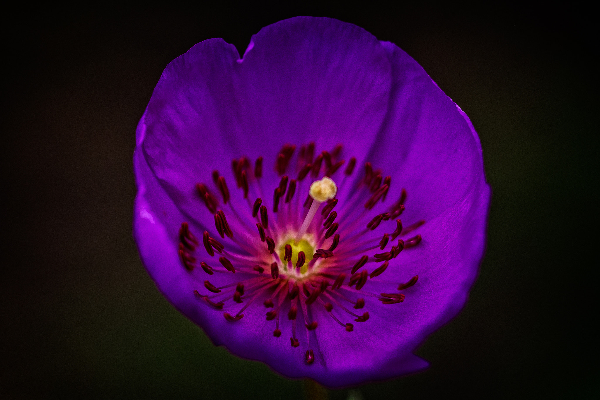 Nikon D600 sample photo. Purple haze photography