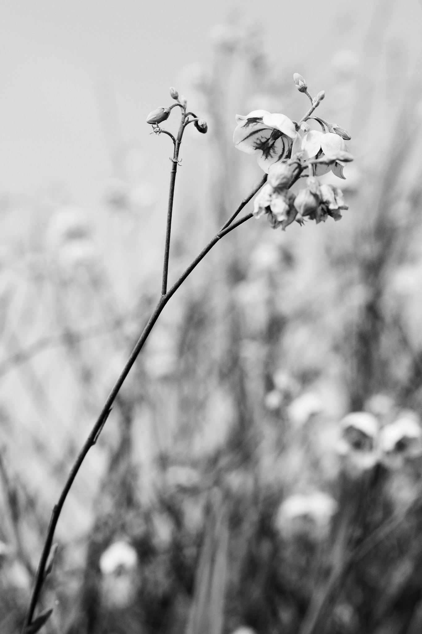 Nikon D3000 + Nikon AF Nikkor 50mm F1.8D sample photo. 罗布麻 photography