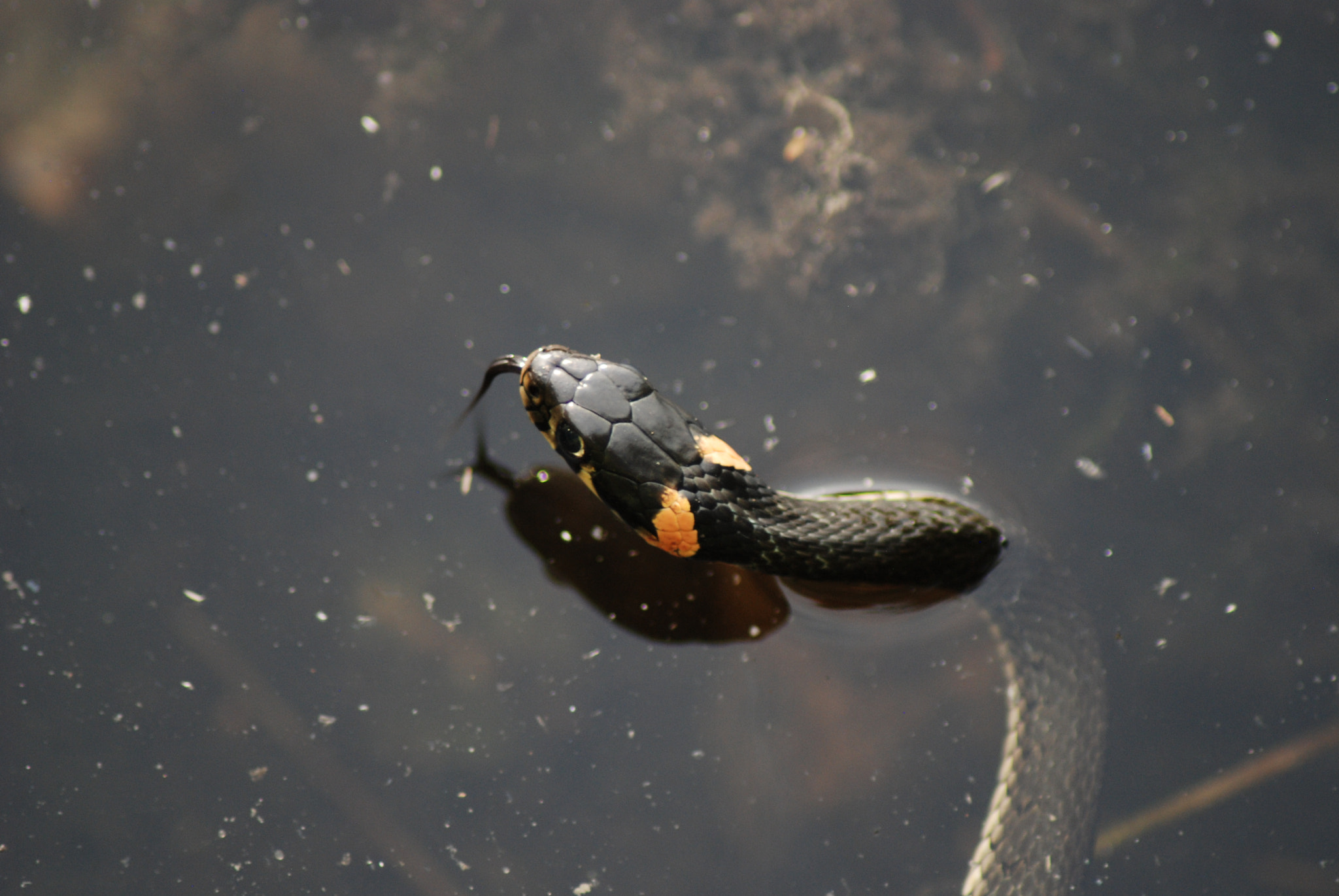 Nikon AF Nikkor 70-300mm F4-5.6G sample photo. Snake. photography