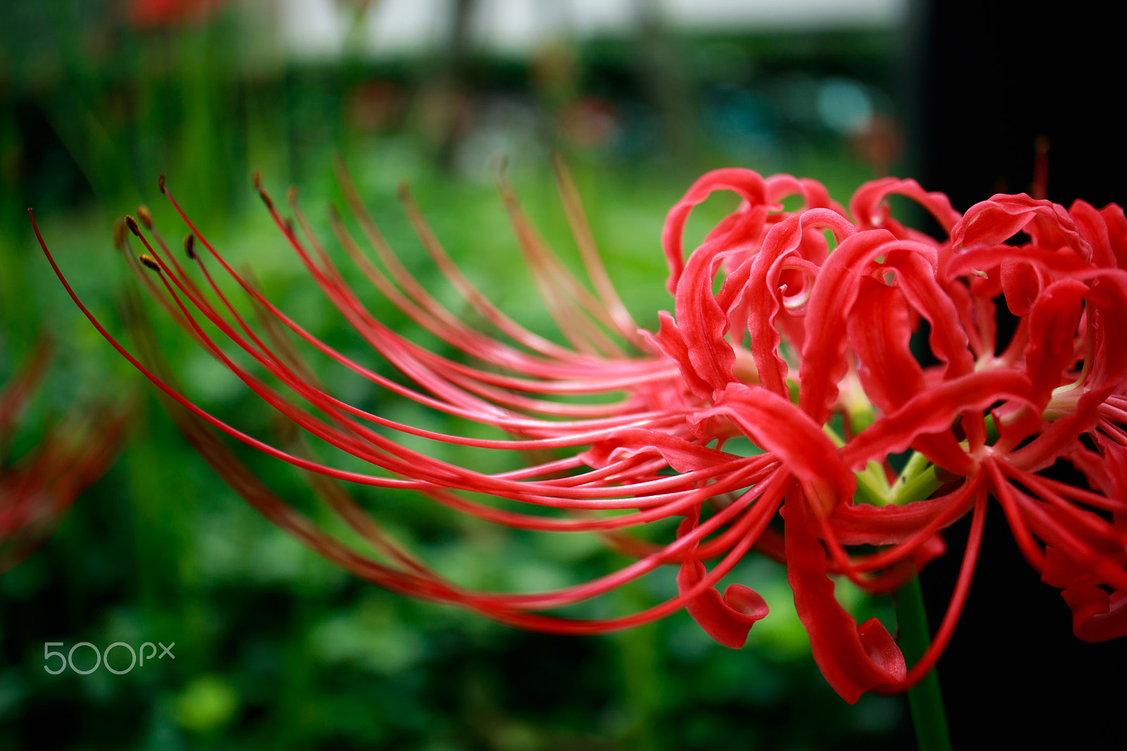Canon EOS M3 + Canon EF-M 28mm F3.5 Macro IS STM sample photo. Red spider lily photography