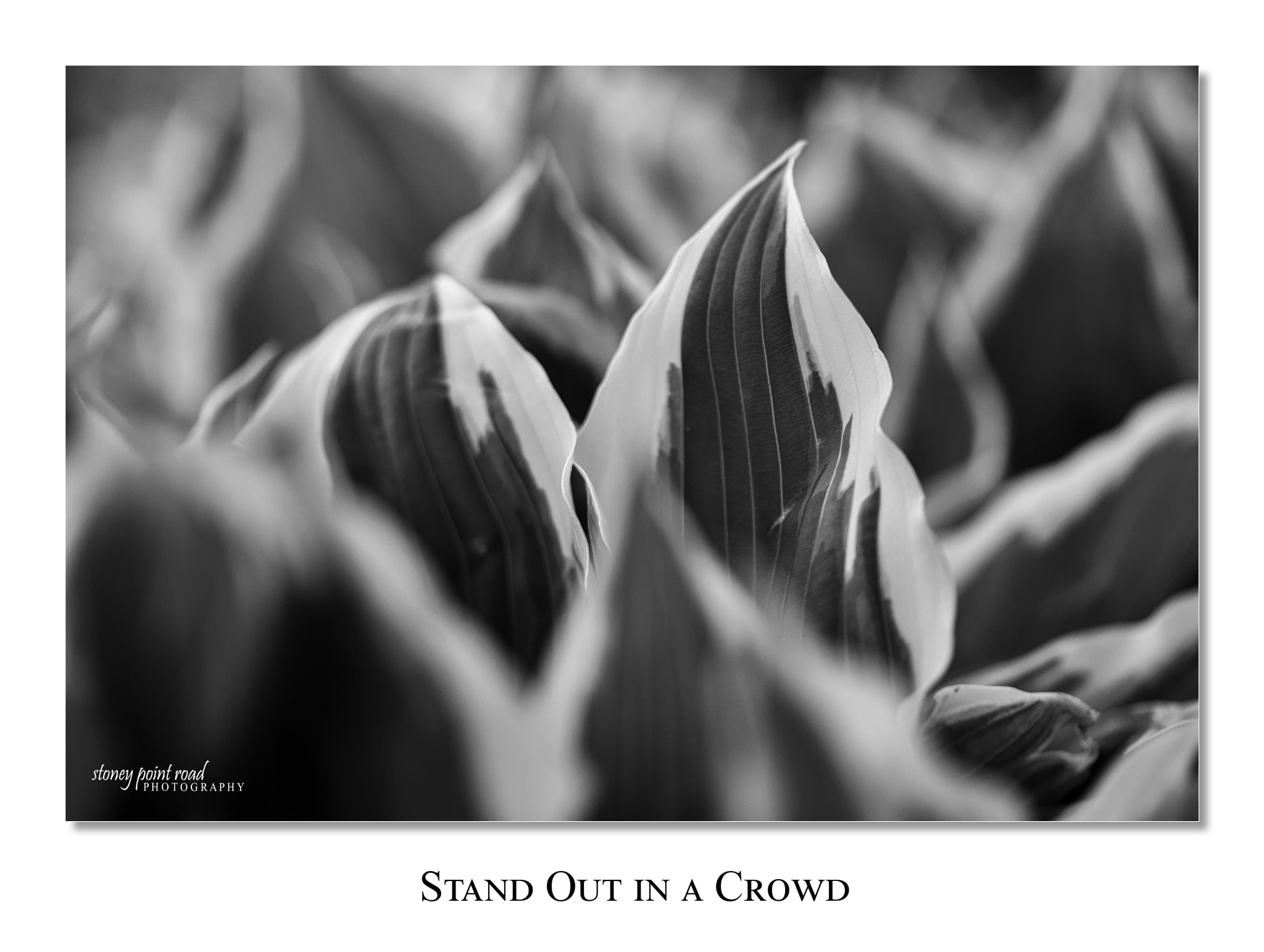 Canon EF-S 60mm F2.8 Macro USM sample photo. Stand out photography