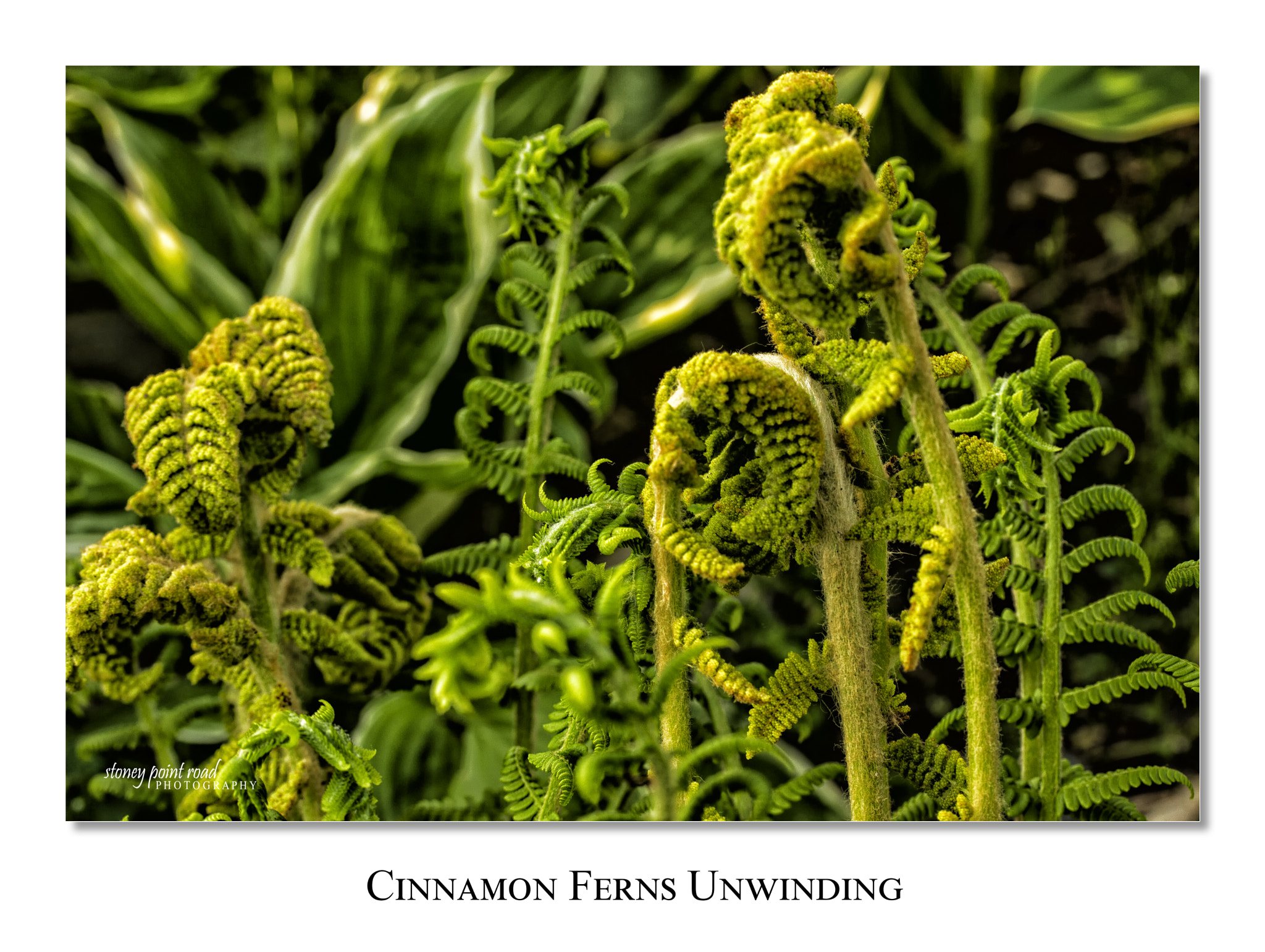 Canon EF-S 60mm F2.8 Macro USM sample photo. Fern unwinding photography
