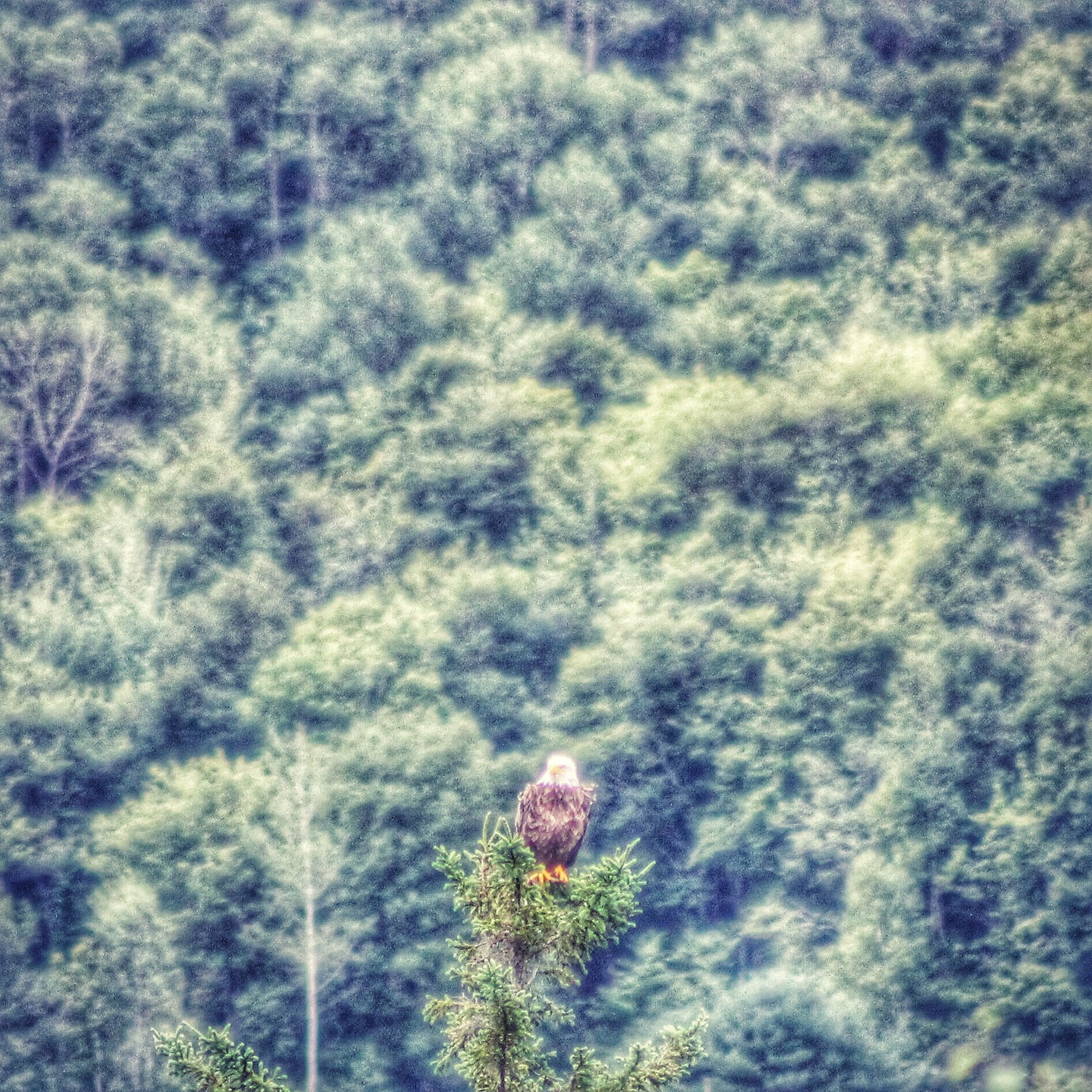 Canon EF 75-300mm f/4-5.6 USM sample photo. Eagle photography