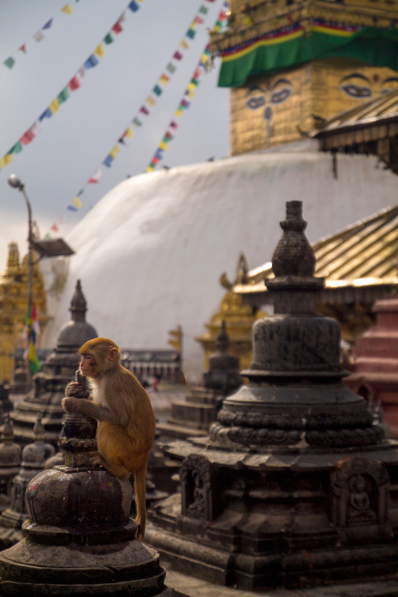 Canon EOS 1100D (EOS Rebel T3 / EOS Kiss X50) sample photo. Praying monkey photography
