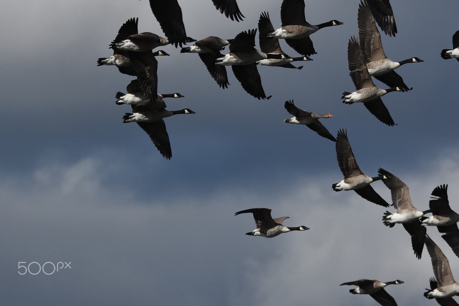 Nikon D7200 + Tamron SP 150-600mm F5-6.3 Di VC USD sample photo. How did this greylag end up with canadian geese as its pack? photography