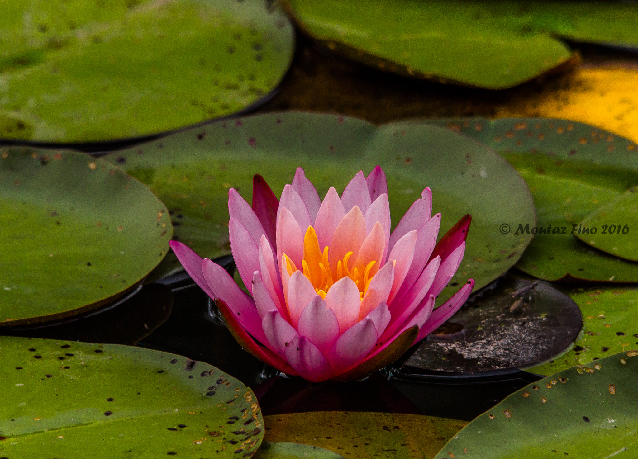 Sigma 150-500mm F5-6.3 DG OS HSM sample photo. Pink lotus photography
