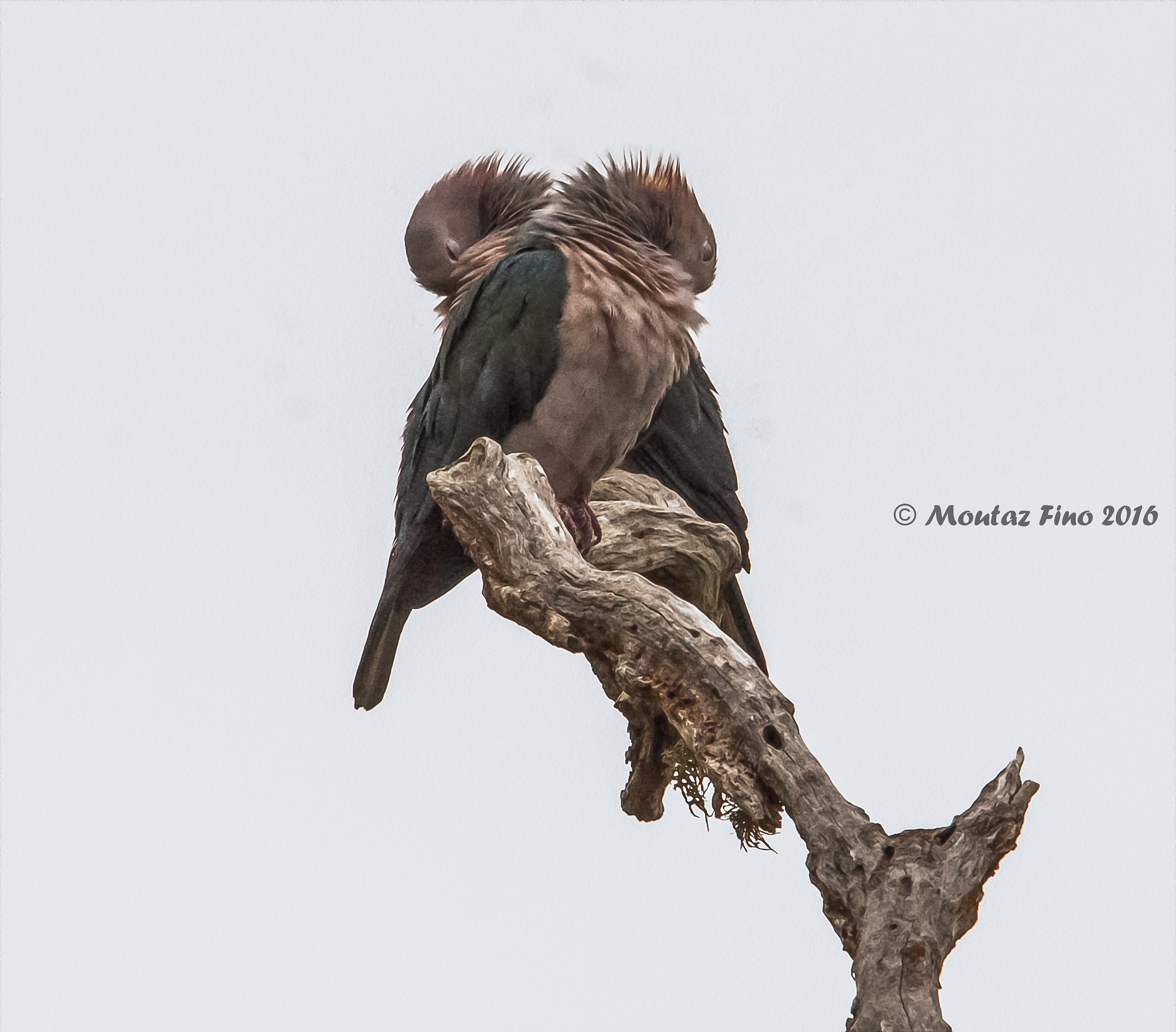 Sigma 150-500mm F5-6.3 DG OS HSM sample photo. Untitled photography