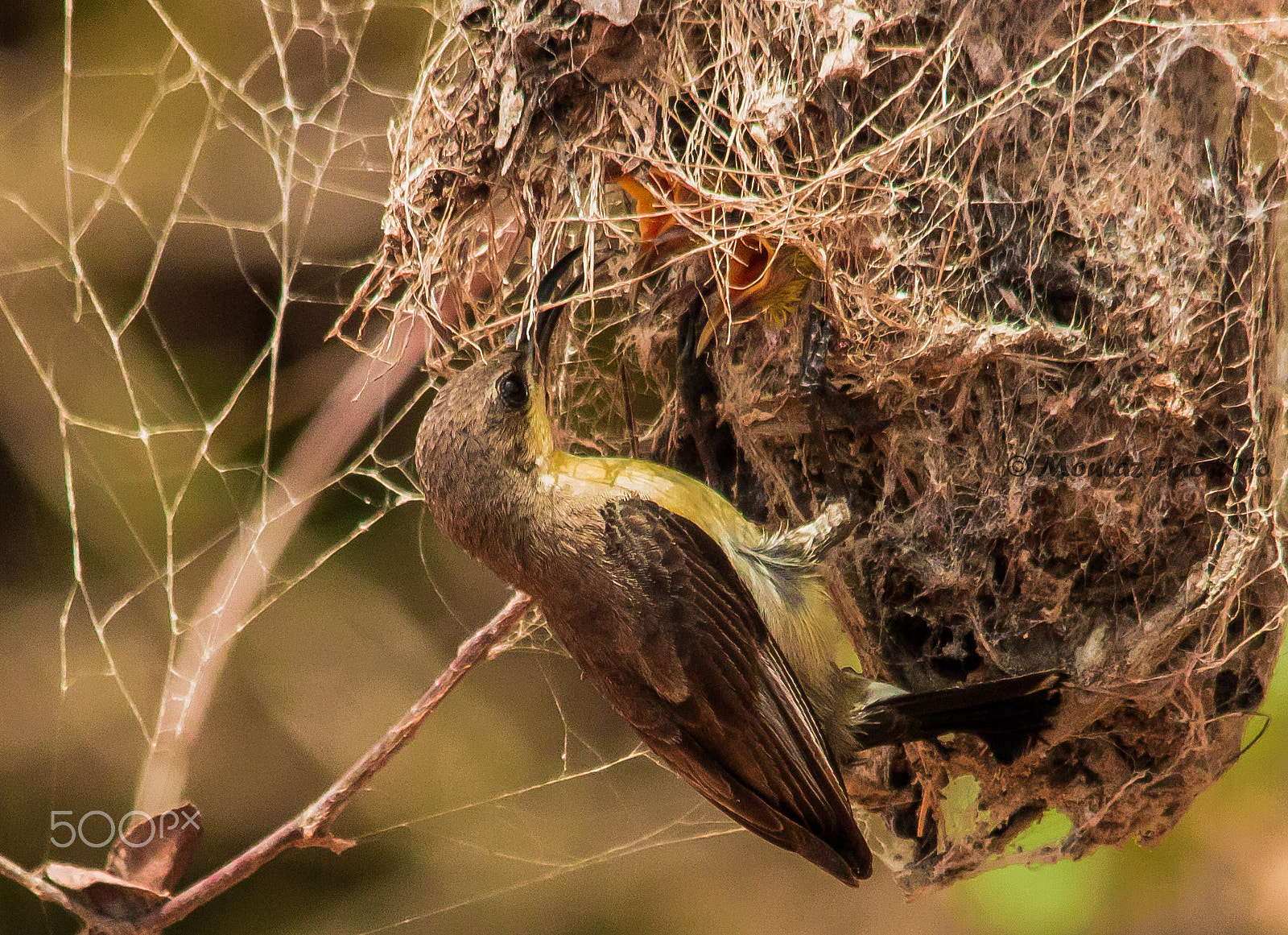 Sigma 150-500mm F5-6.3 DG OS HSM sample photo. Rumped sunbird nest photography