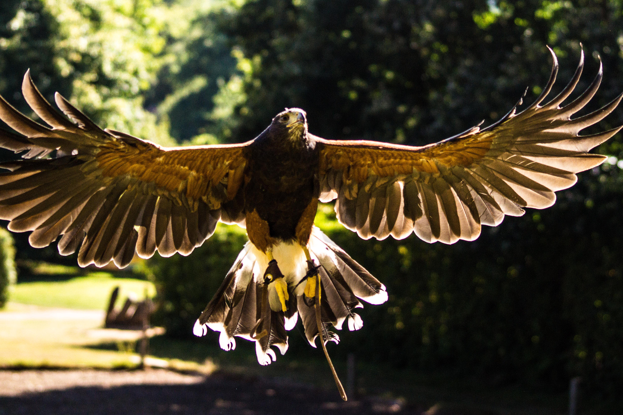 Sony SLT-A58 + Sigma 70-300mm F4-5.6 DL Macro sample photo. In flight photography