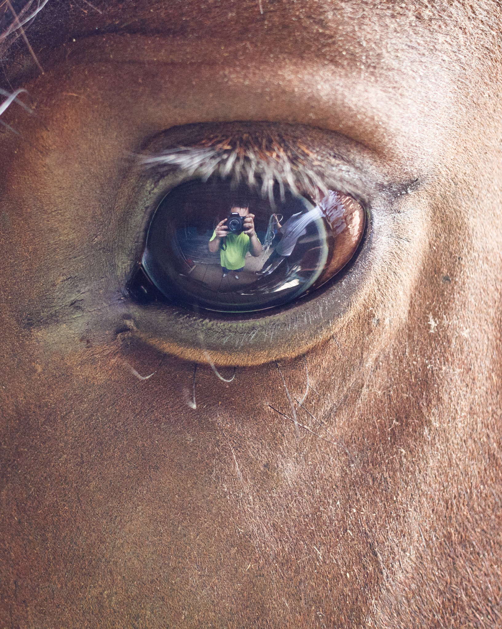 Canon EF-S 24mm F2.8 STM sample photo. In the eye or horse in the eye photography
