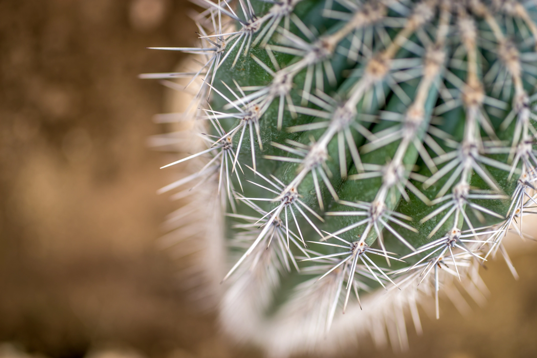 Sony a99 II + Sigma 30mm F1.4 EX DC HSM sample photo. Cactus photography