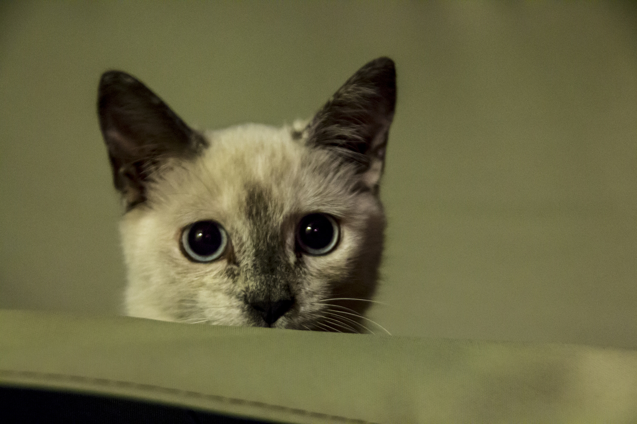 Canon EOS 650D (EOS Rebel T4i / EOS Kiss X6i) sample photo. Cat photography