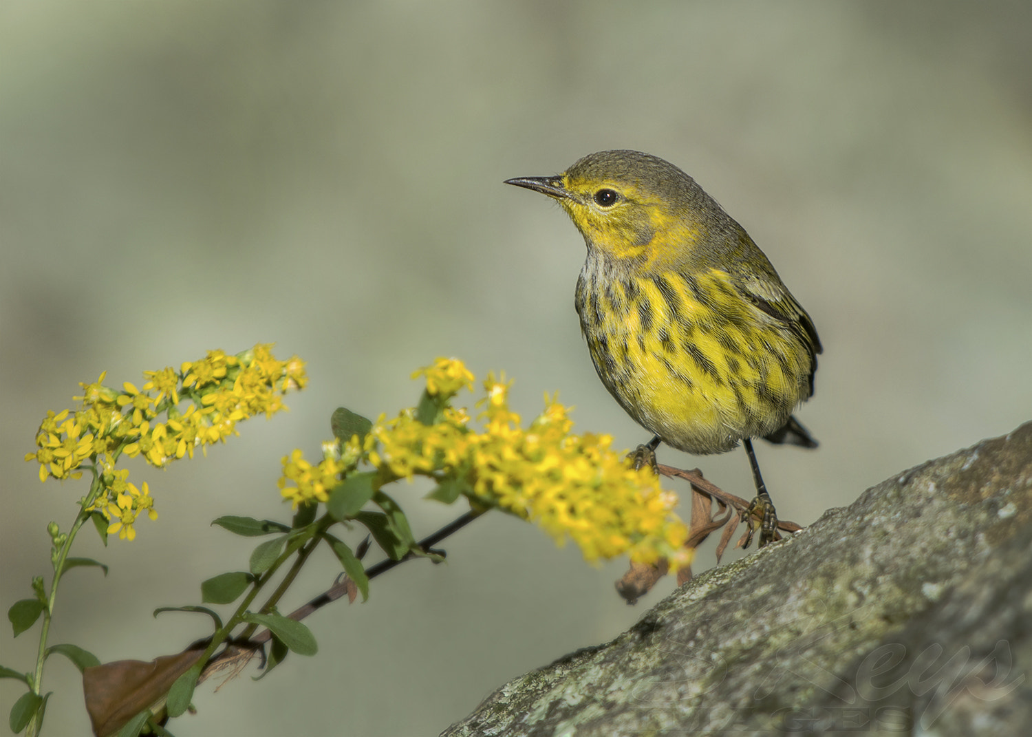 Nikon D7200 sample photo. On golden rod (cape may warbler) photography