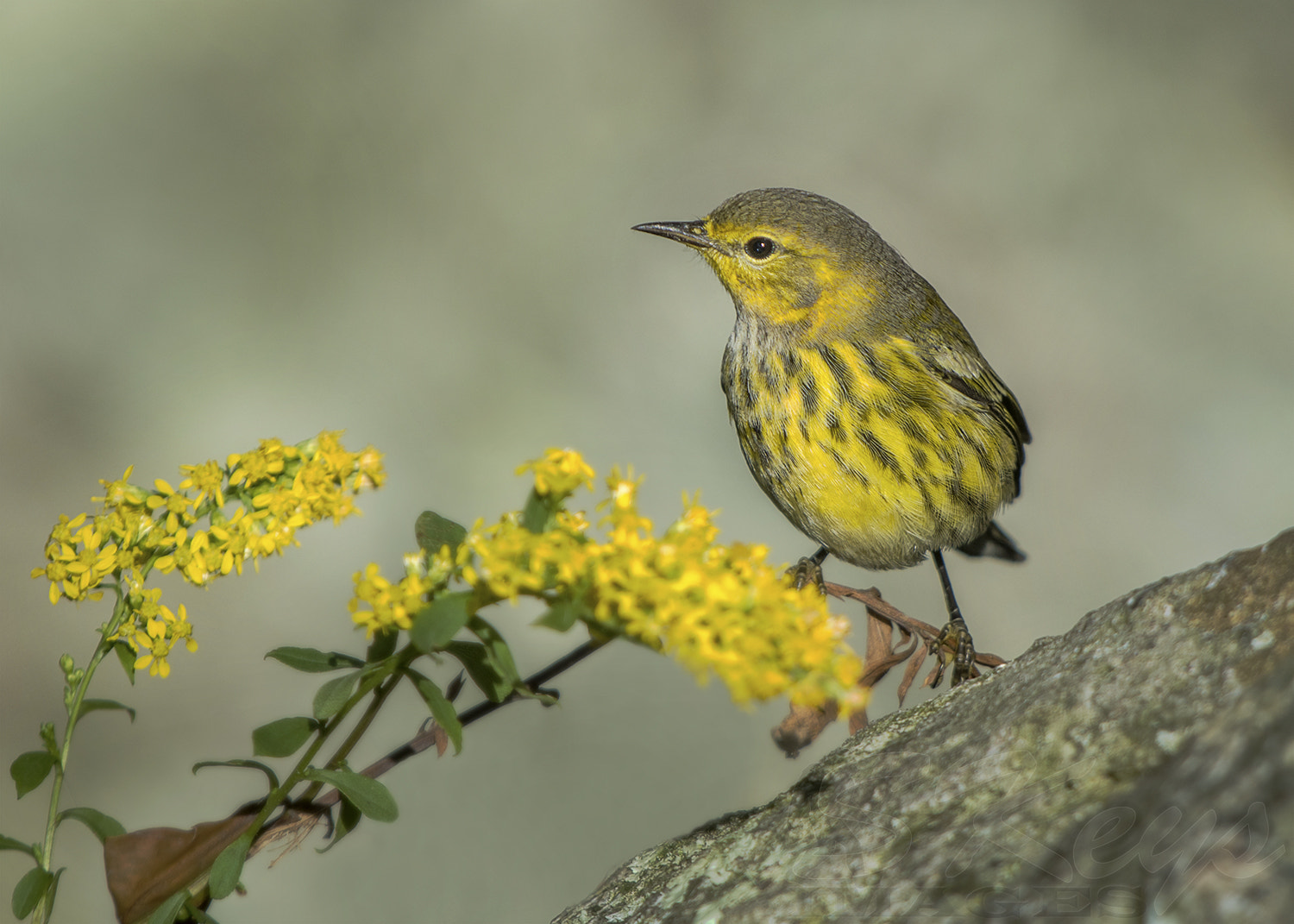 Sigma 500mm F4.5 EX DG HSM sample photo. On golden rod (cape may warbler) photography