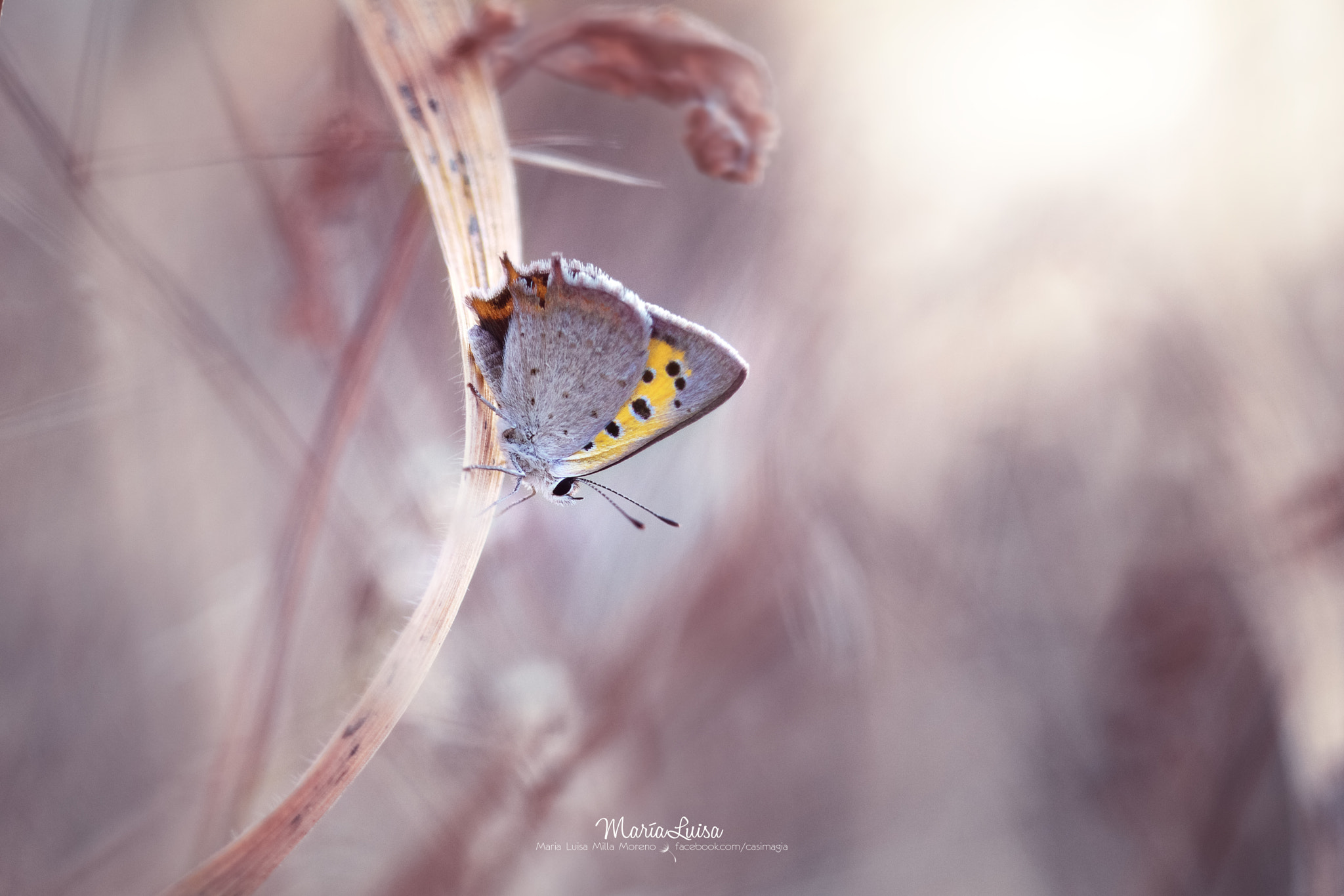 Canon EF 100mm F2.8 Macro USM sample photo. Watercolours photography