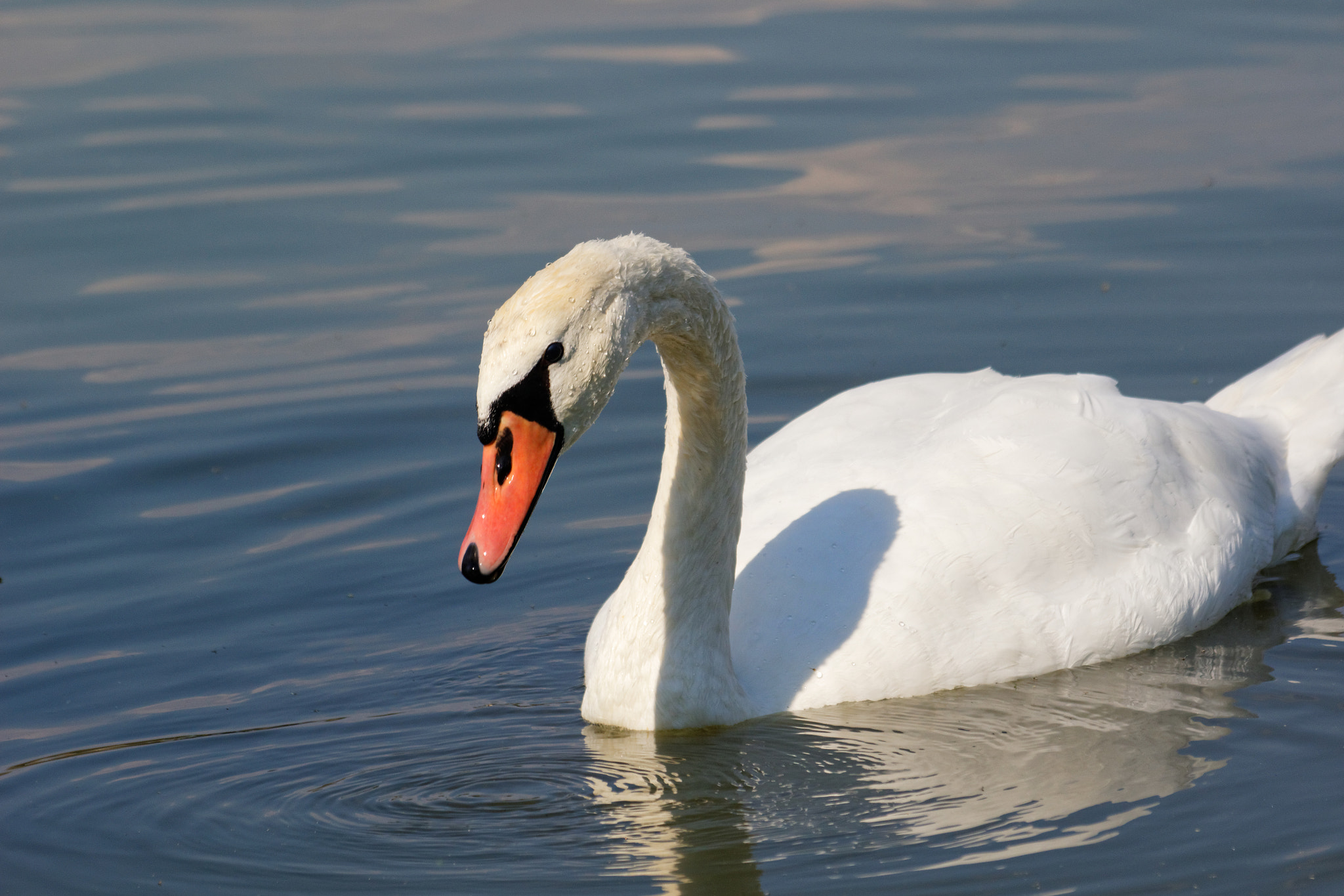 Sigma 70-300mm F4-5.6 APO DG Macro sample photo. Swan photography