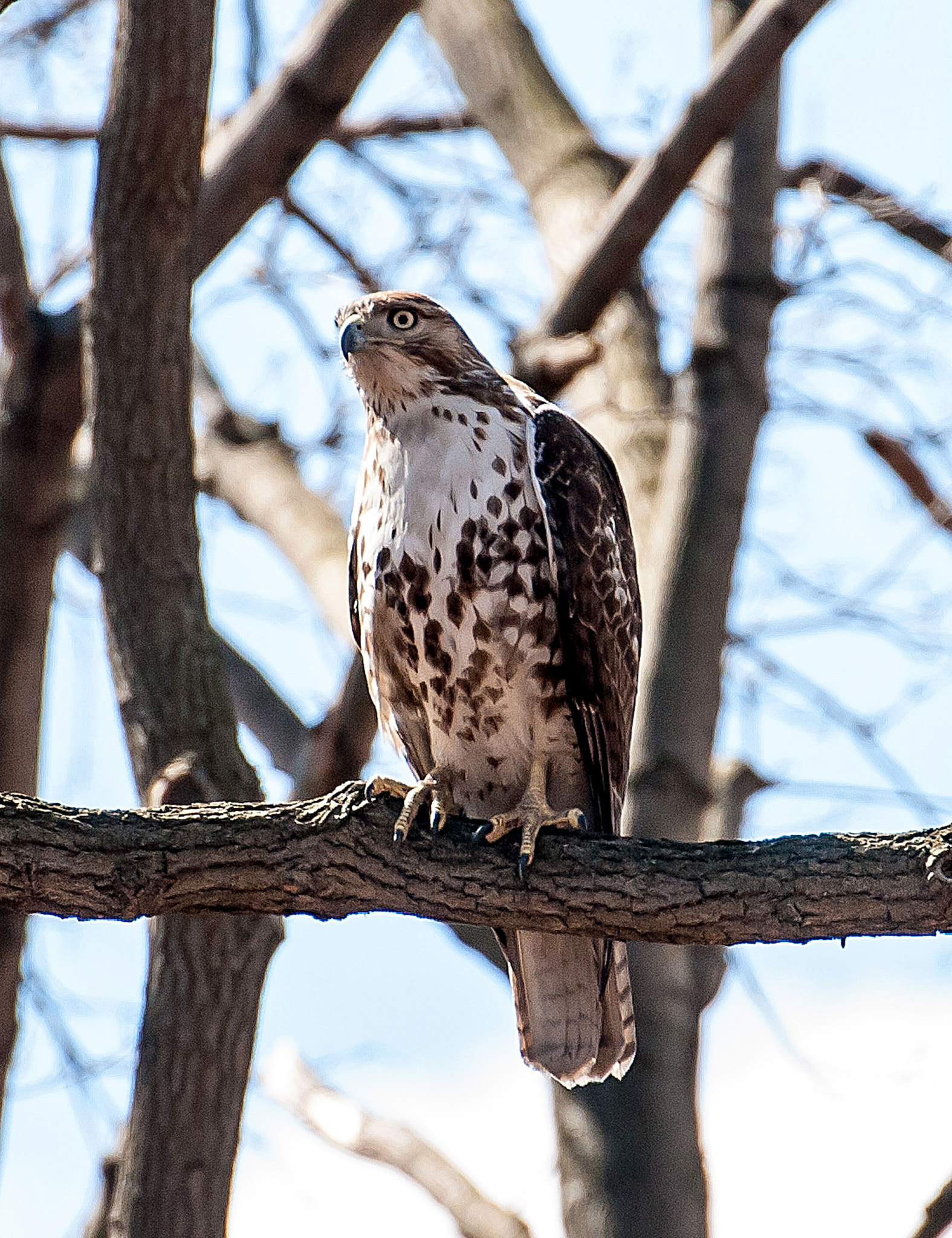 Nikon D200 sample photo. Hawk @-van cortlandt park photography