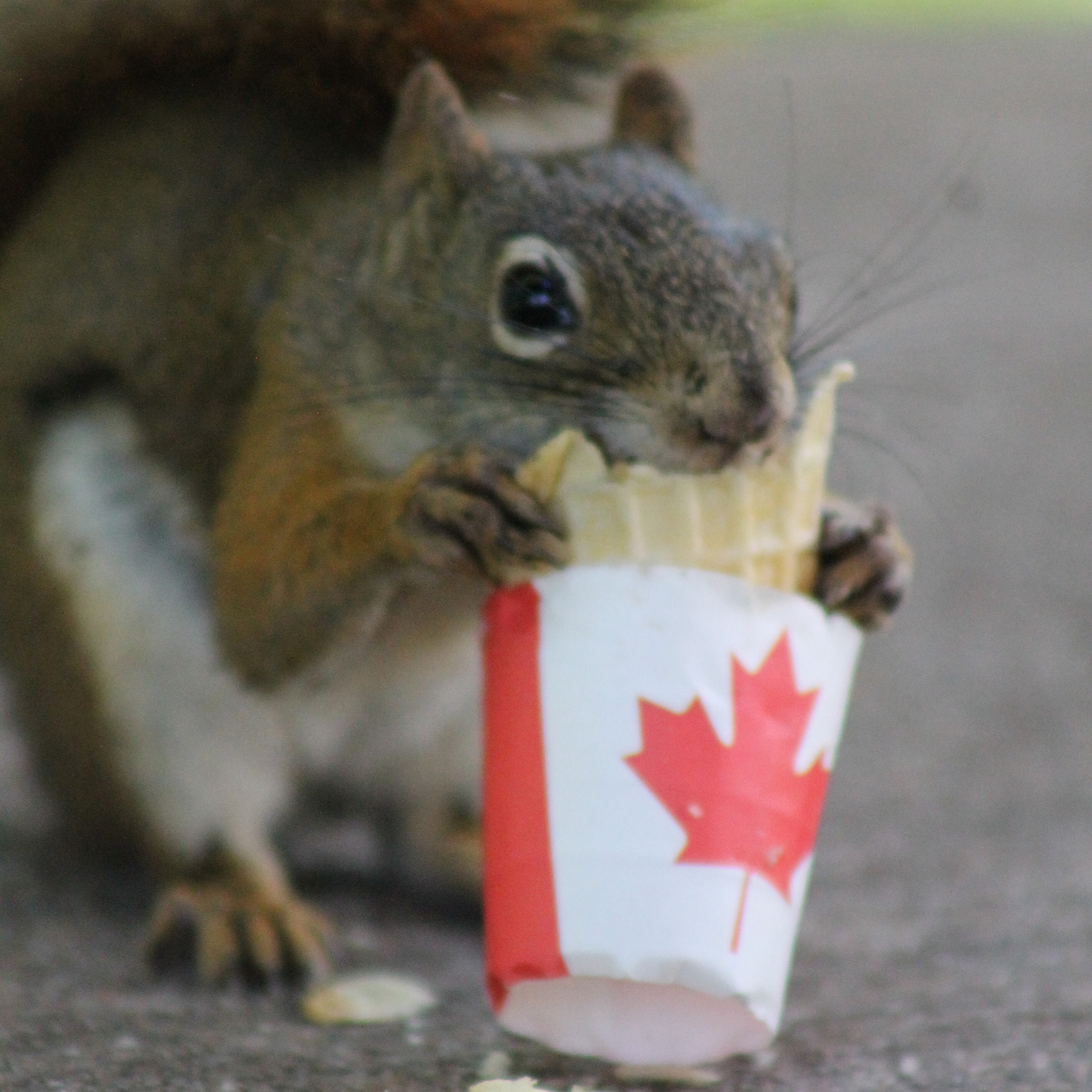 Canon EF 75-300mm f/4-5.6 USM sample photo. Patriotic squirrel enjoying a summer ice cream cone photography