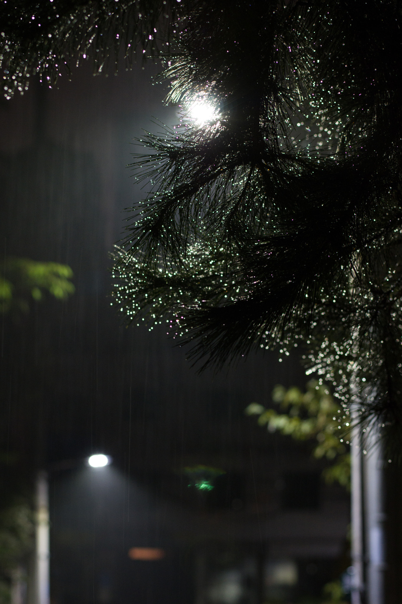 Pentax smc DA* 55mm F1.4 SDM sample photo. Dawn rain photography