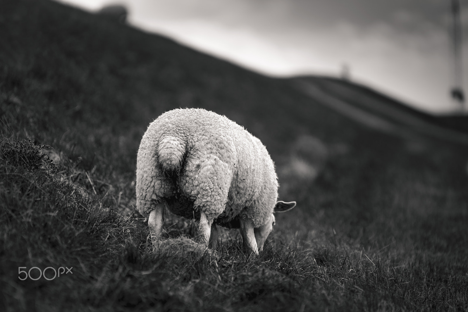 Sony a7R II + Tamron SP 70-200mm F2.8 Di VC USD sample photo. Sheep photography