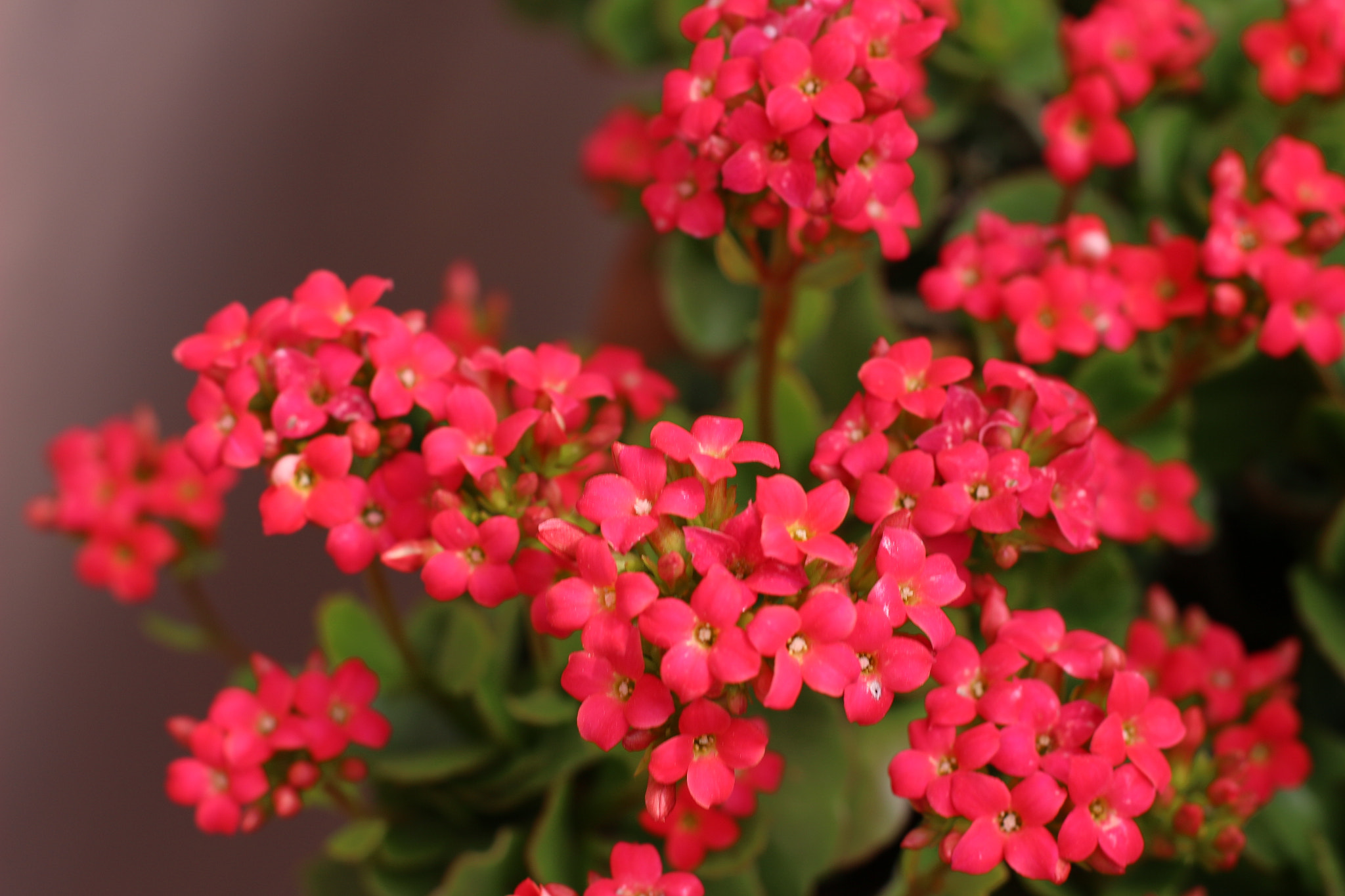 Canon EOS 100D (EOS Rebel SL1 / EOS Kiss X7) sample photo. Flower photography