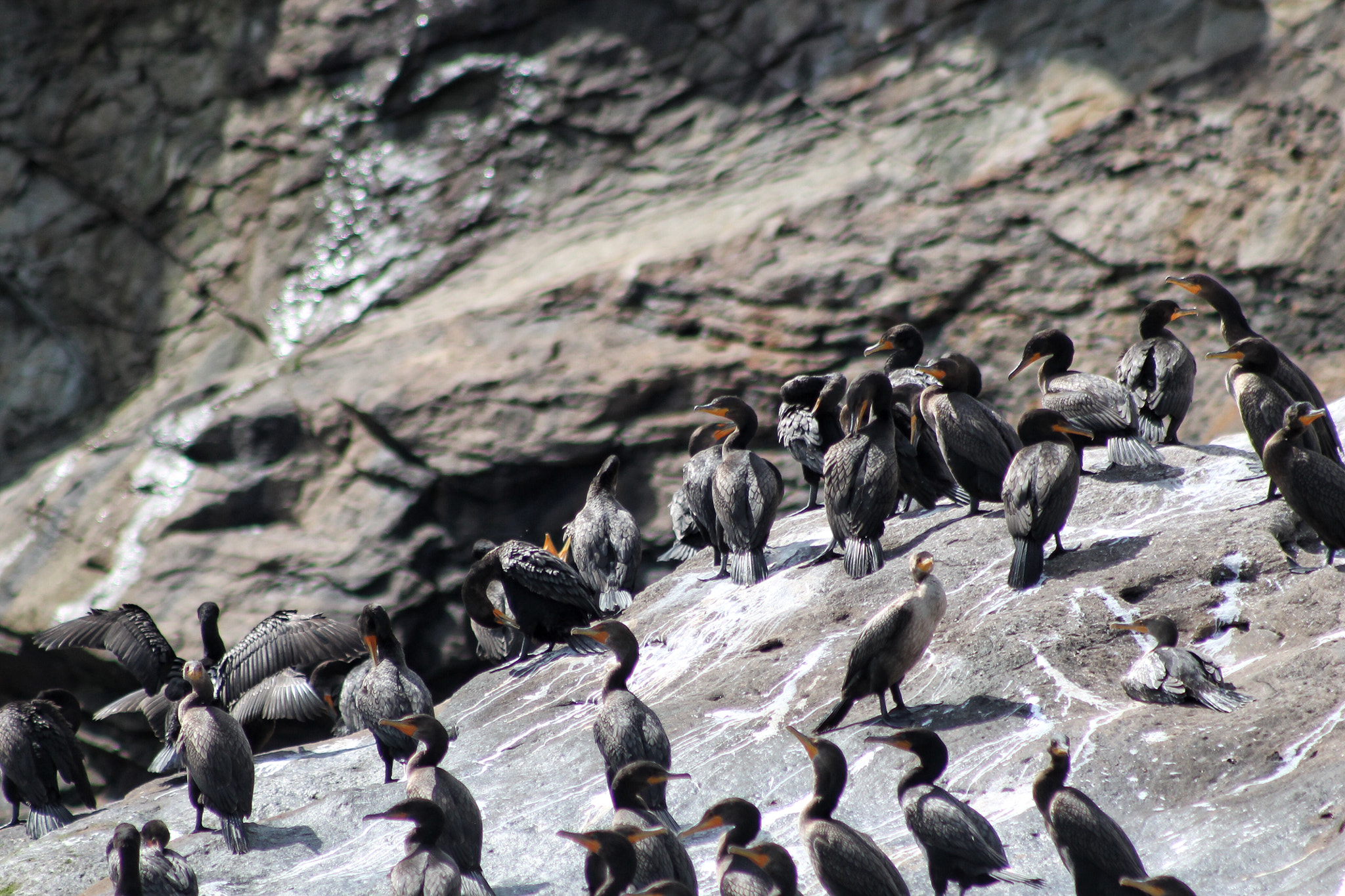 Canon EF 75-300mm f/4-5.6 USM sample photo. Cormorants photography