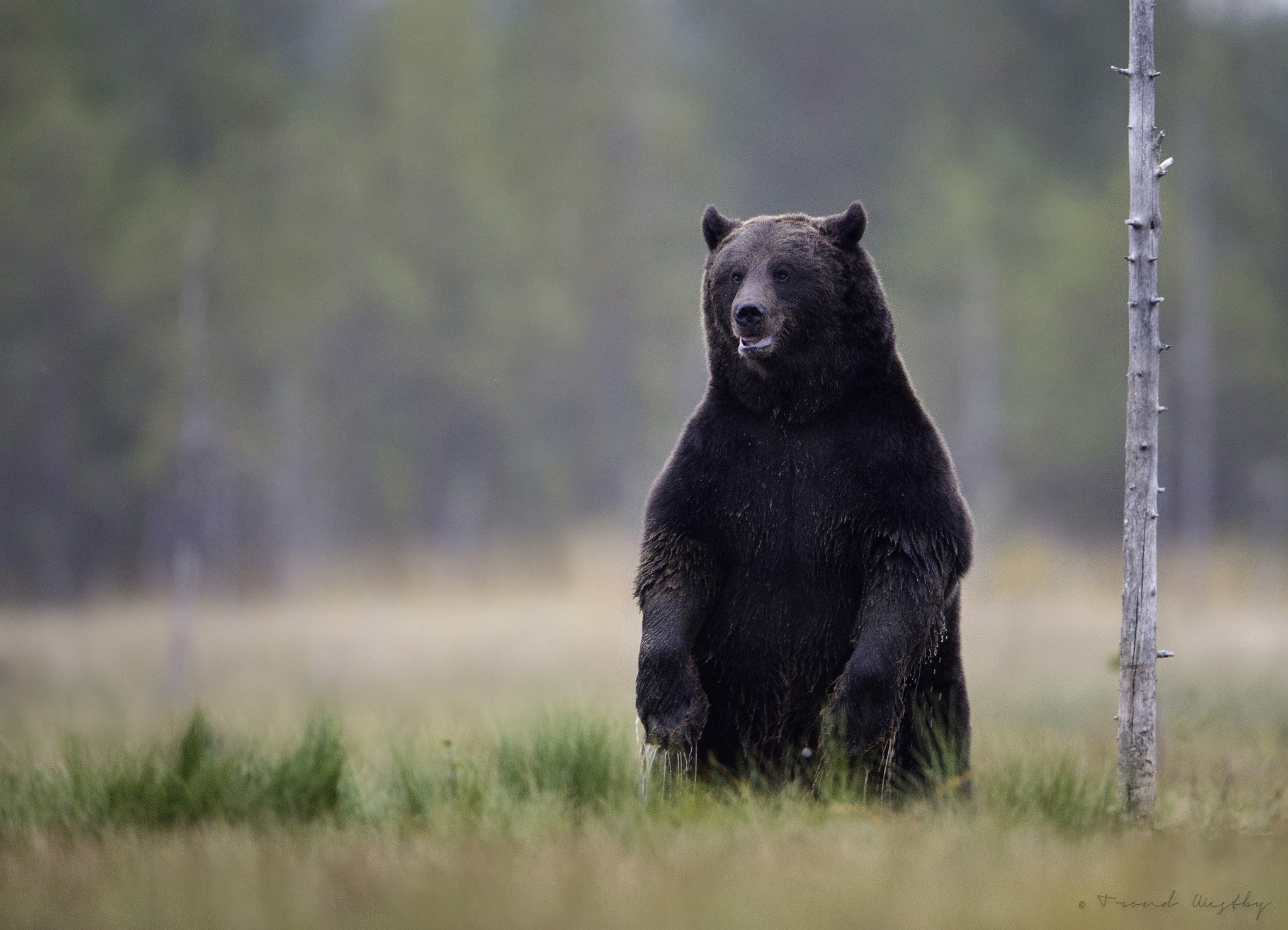 Nikon AF-S Nikkor 600mm F4G ED VR sample photo. Brownbear photography