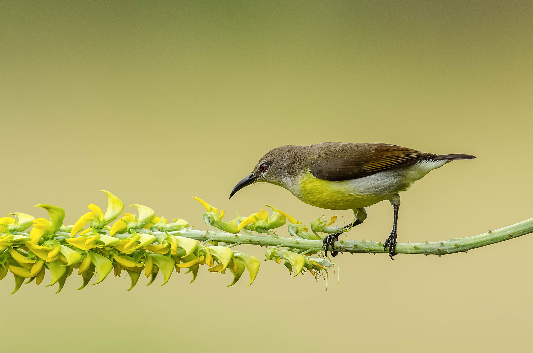 Nikon D7000 + Nikon AF-S Nikkor 500mm F4G ED VR sample photo. Purple rumped sunbird photography