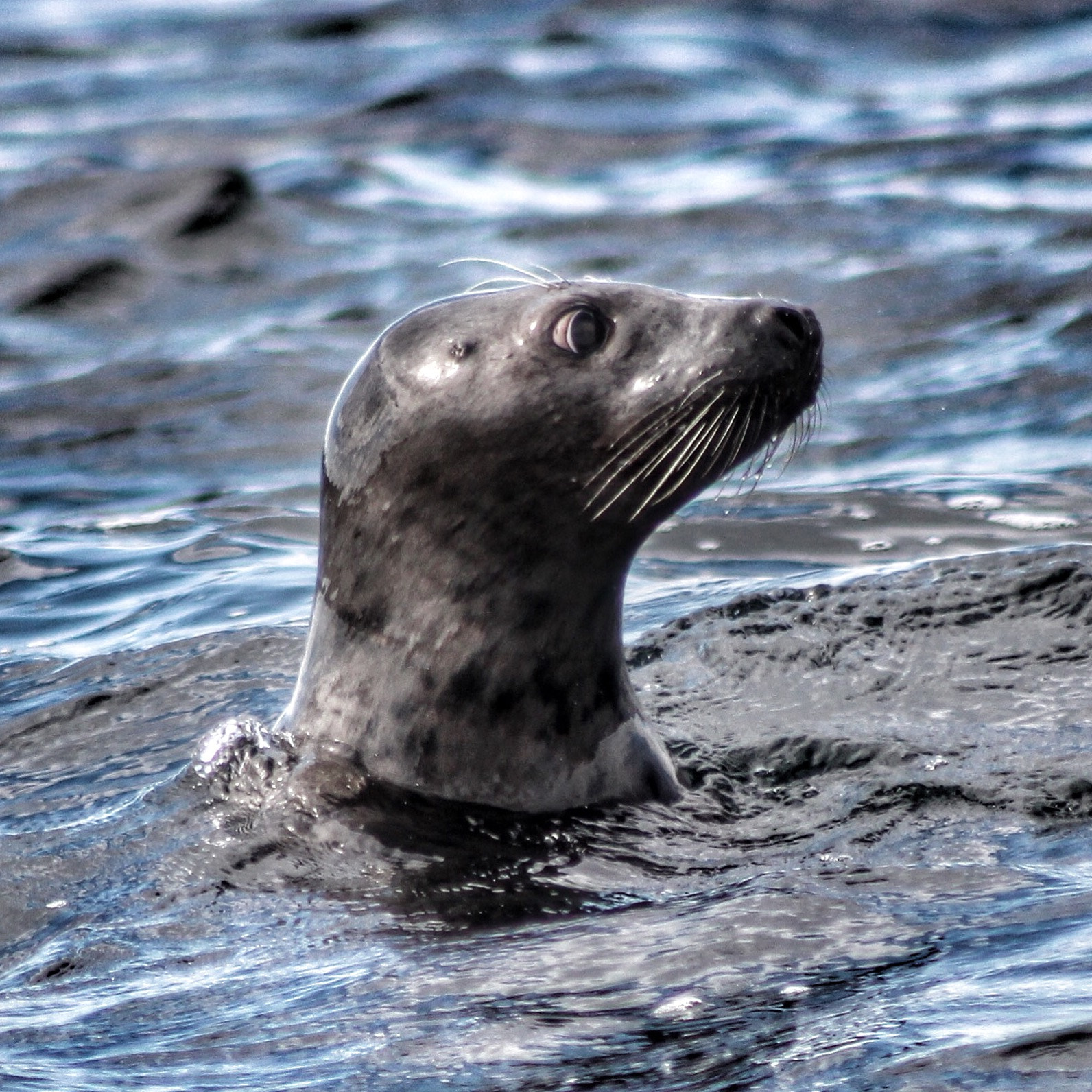 Canon EF 75-300mm f/4-5.6 USM sample photo. Cape breton photography