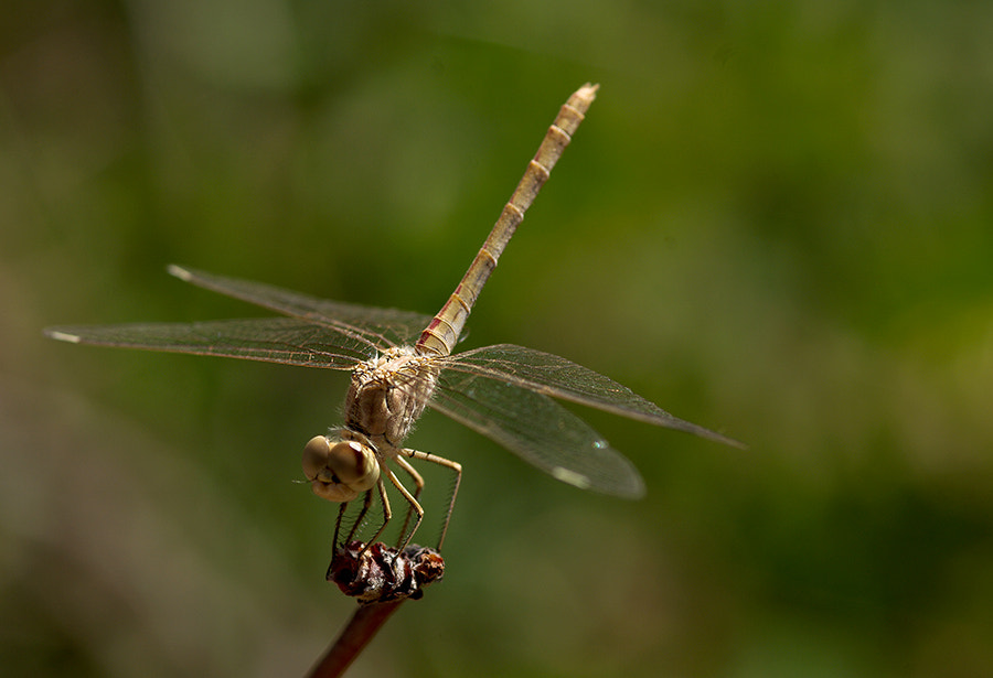 Pentax K20D sample photo. Dragonfly photography