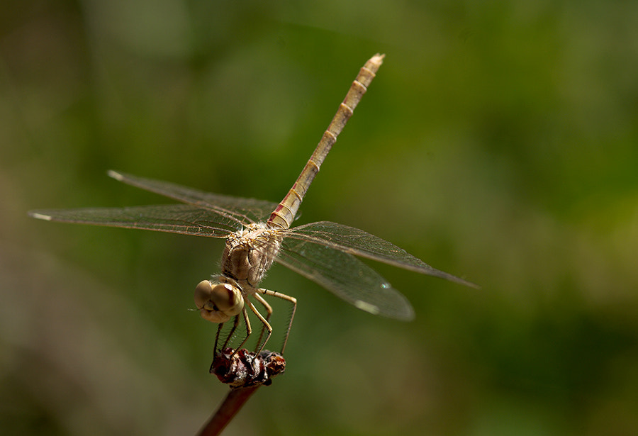 Pentax K20D + smc PENTAX-FA Macro 100mm F2.8 sample photo. Dragonfly photography