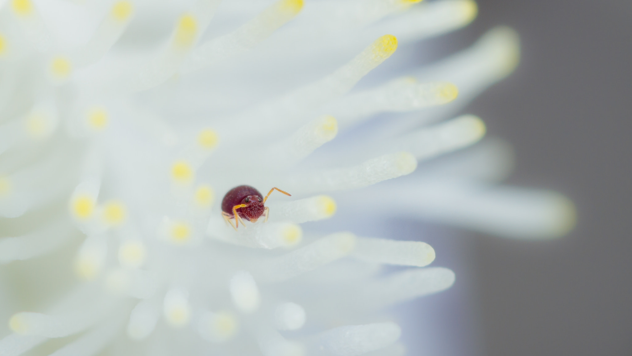 Canon MP-E 65mm F2.5 1-5x Macro Photo sample photo. Deuterosminthurus pallipes photography