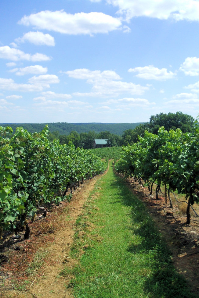 Fujifilm FinePix A500 sample photo. Charleville vineyard photography