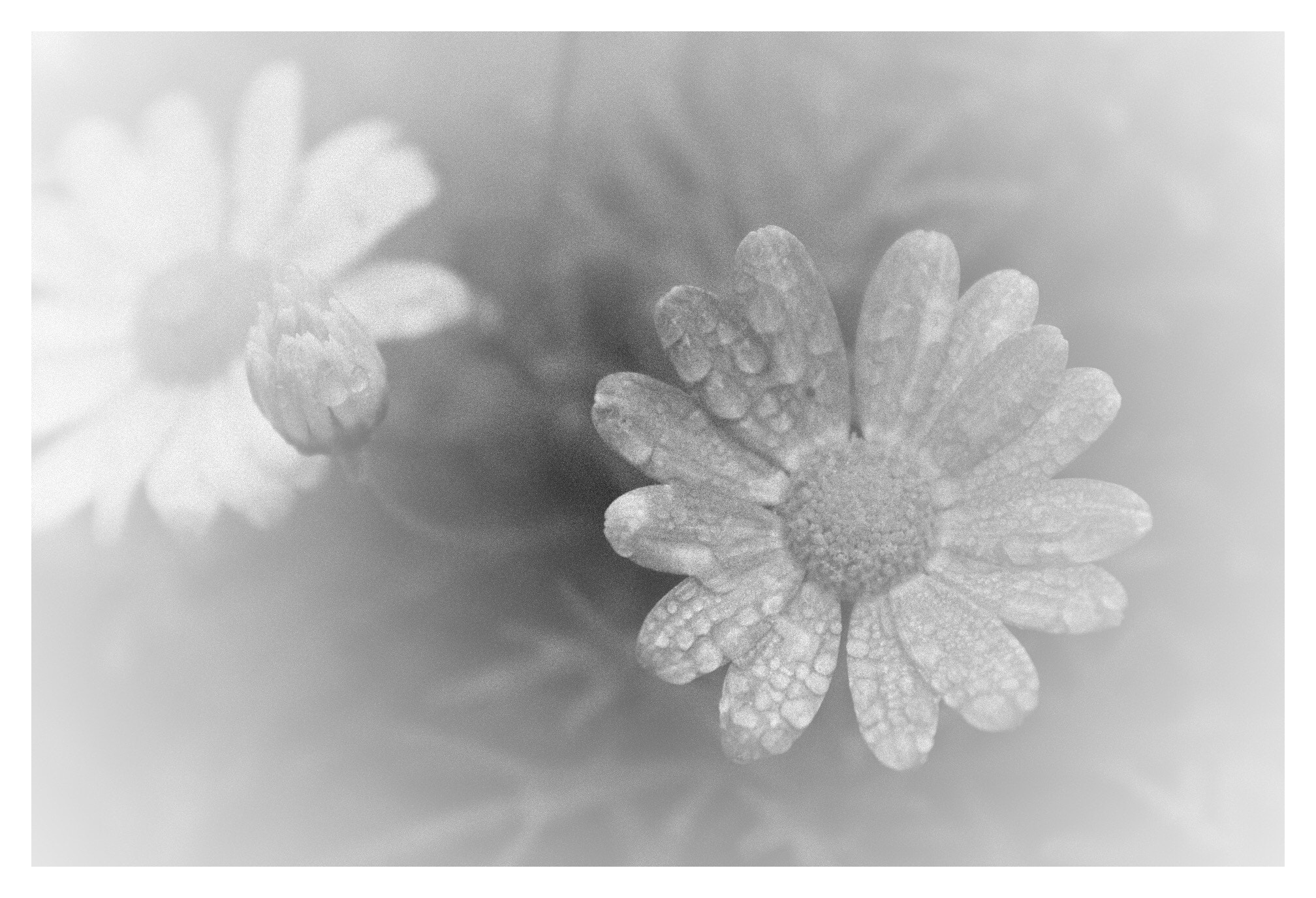 Canon EF-S 18-55mm F3.5-5.6 IS II sample photo. Flower in fog photography