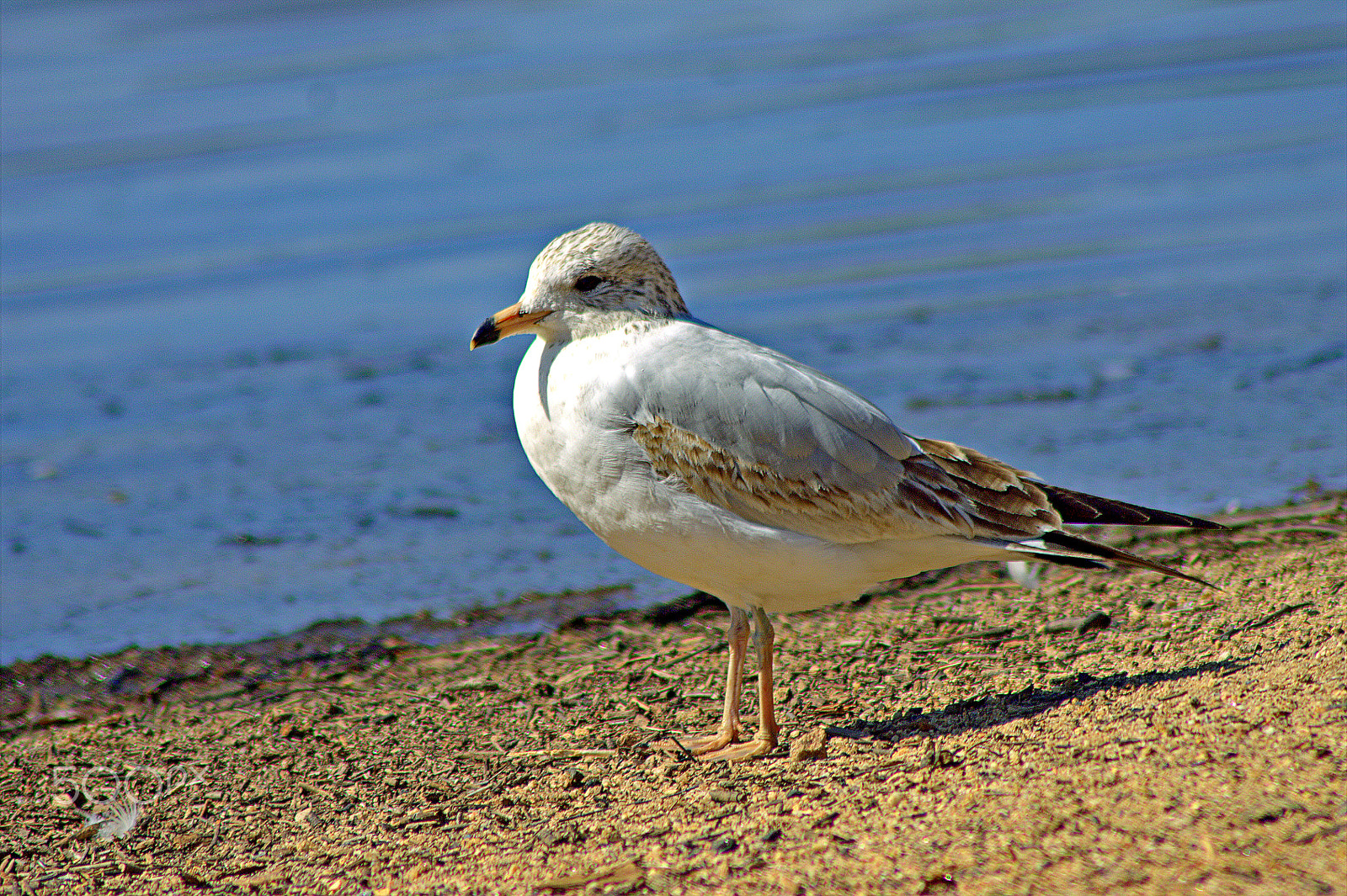 Canon EOS 1100D (EOS Rebel T3 / EOS Kiss X50) sample photo. Bird photography