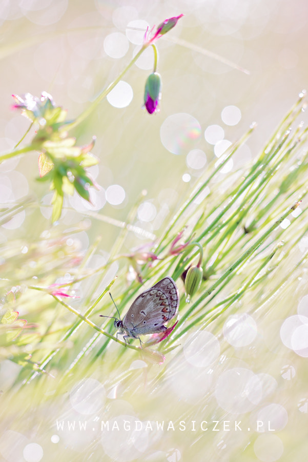 Sigma 150mm F2.8 EX DG Macro HSM sample photo. Good morning ! photography