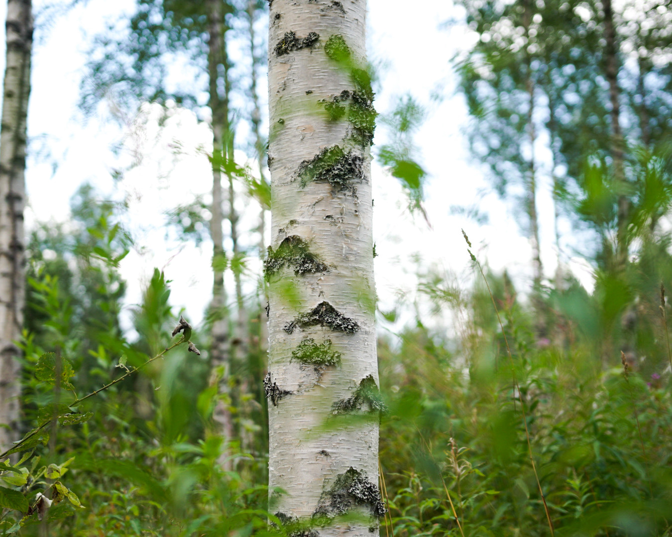 DT 18-35mm F1.8 sample photo. Finland at its finest photography