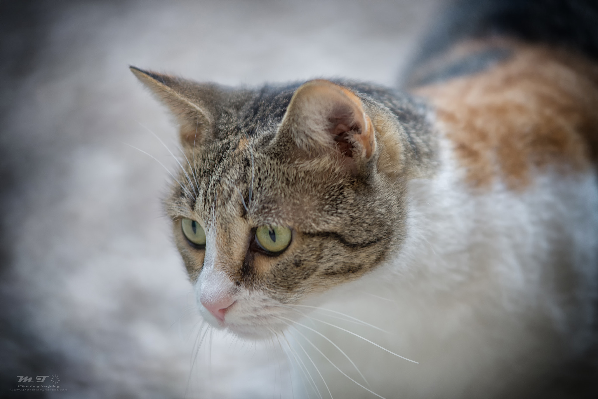 Nikon D600 sample photo. Cat portrait photography