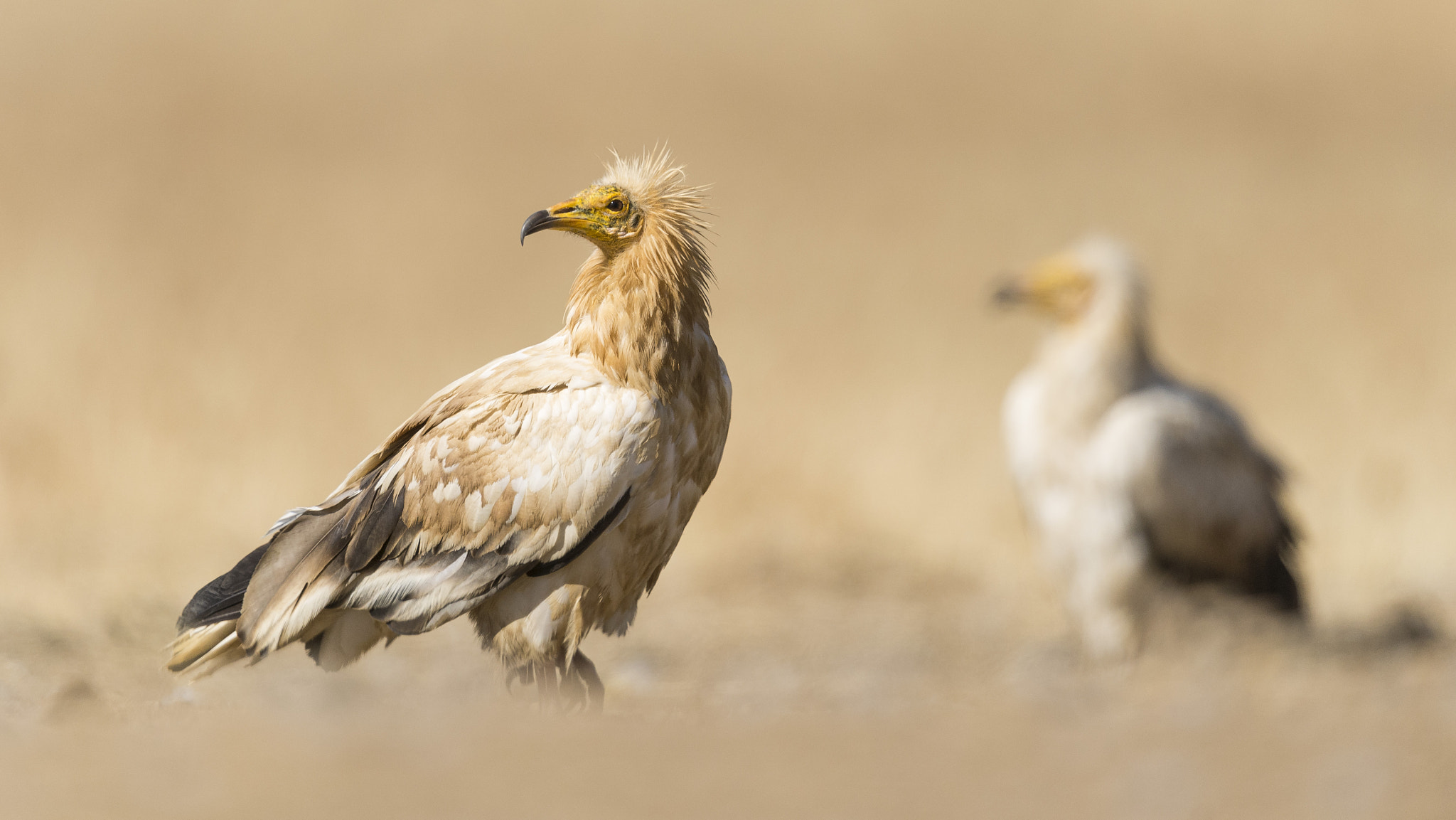 Nikon D610 + Nikon AF-S Nikkor 600mm F4G ED VR sample photo. Valle de alcudia ciudad real photography